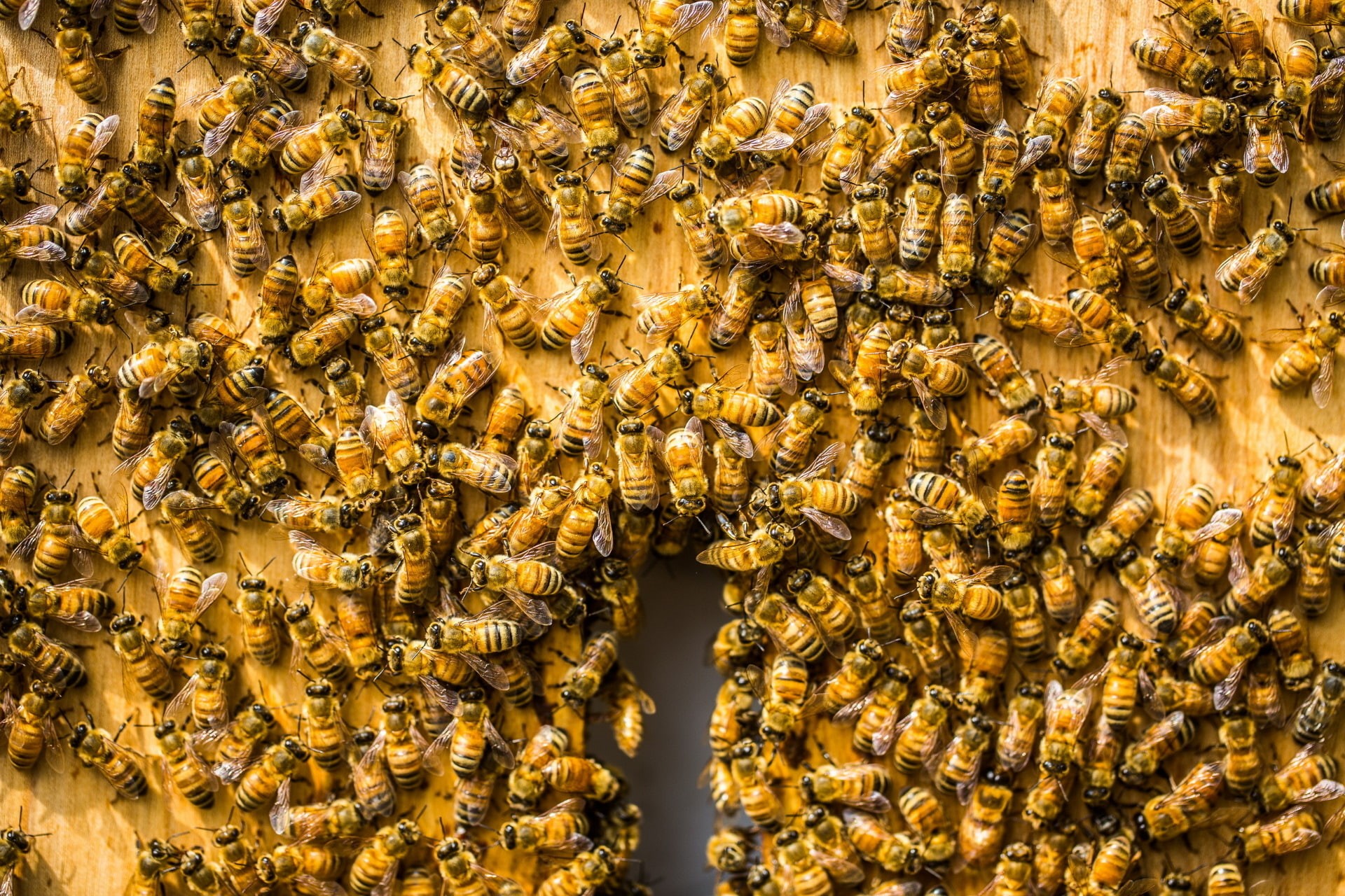 group of animals, close-up, animal, 1080P, colony, animals in the wild, invertebrate, yellow, beehive, animal themes, animal wildlife, apiculture, honey bee, HD Wallpaper