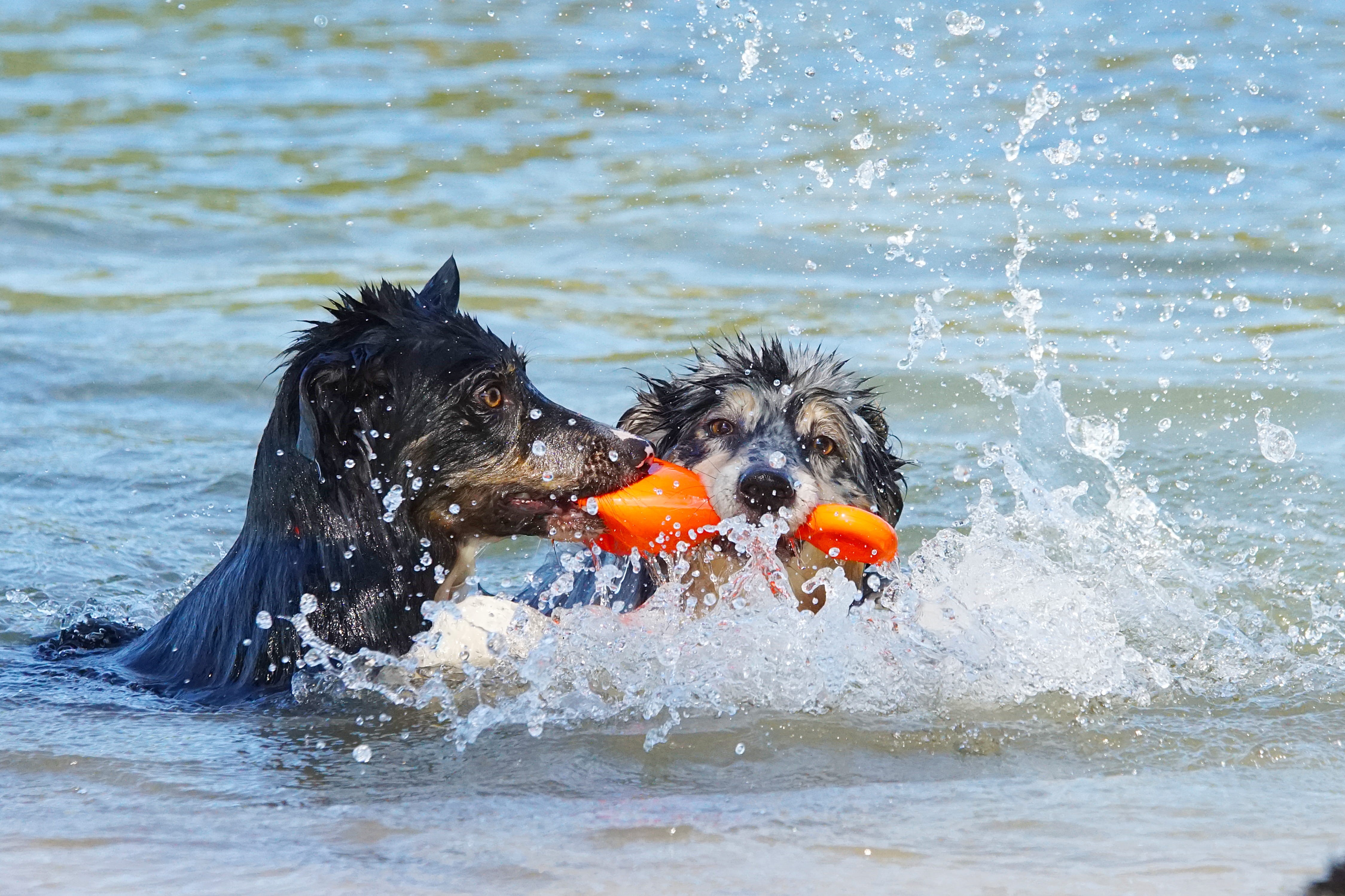 dog, 4K, animal themes, one animal, domestic, black color, wet, day, gorinchem, animal, canine, animal head, water, motion, ball, vertebrate, carrying in mouth, HD Wallpaper