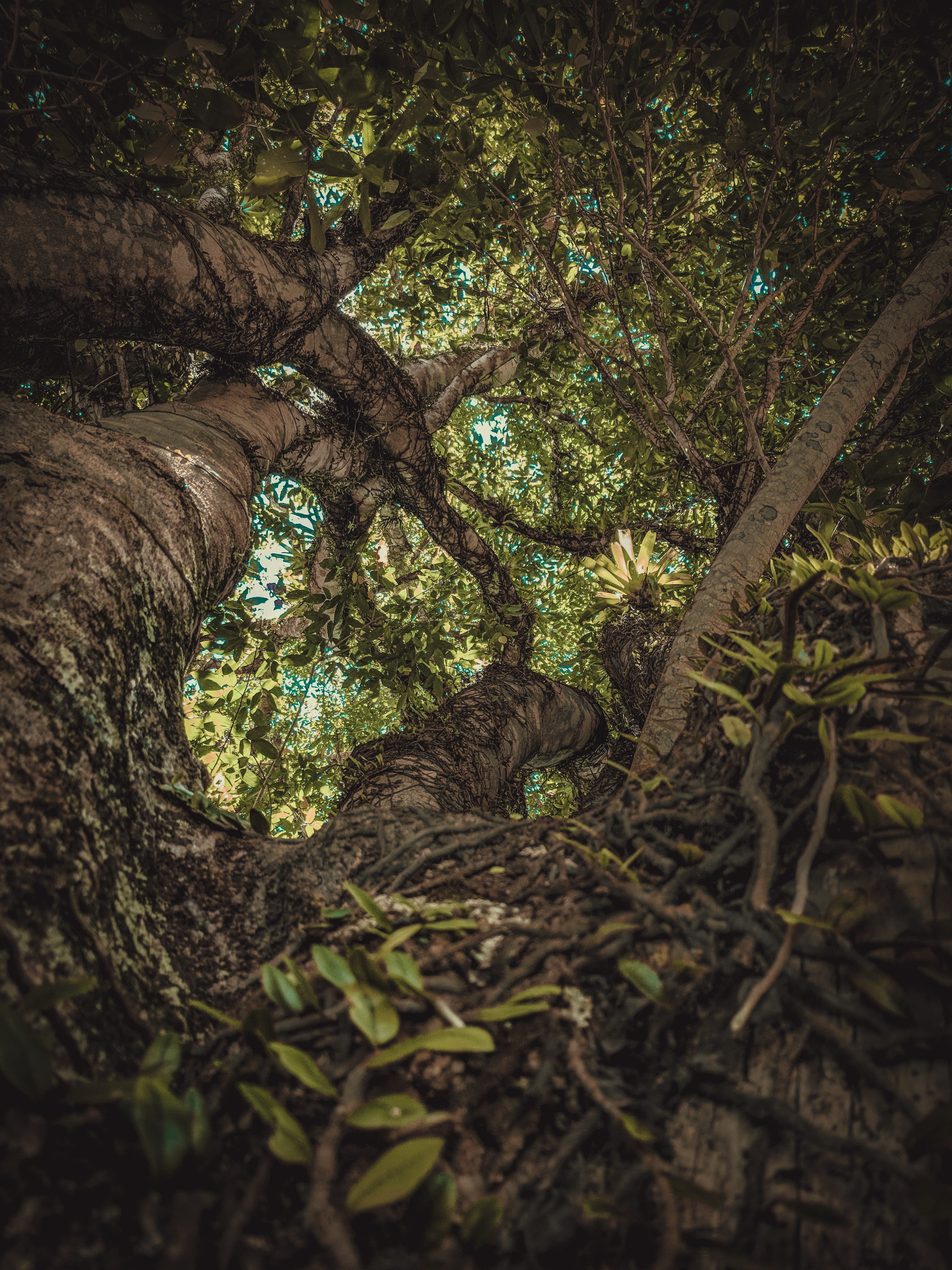 outdoors, one animal, vines, animal themes, floresta, brazil, vegetation, animal, tree, 4K, trunk, jungle, woodland, root, green, day, tall, orquidia, Phone HD Wallpaper