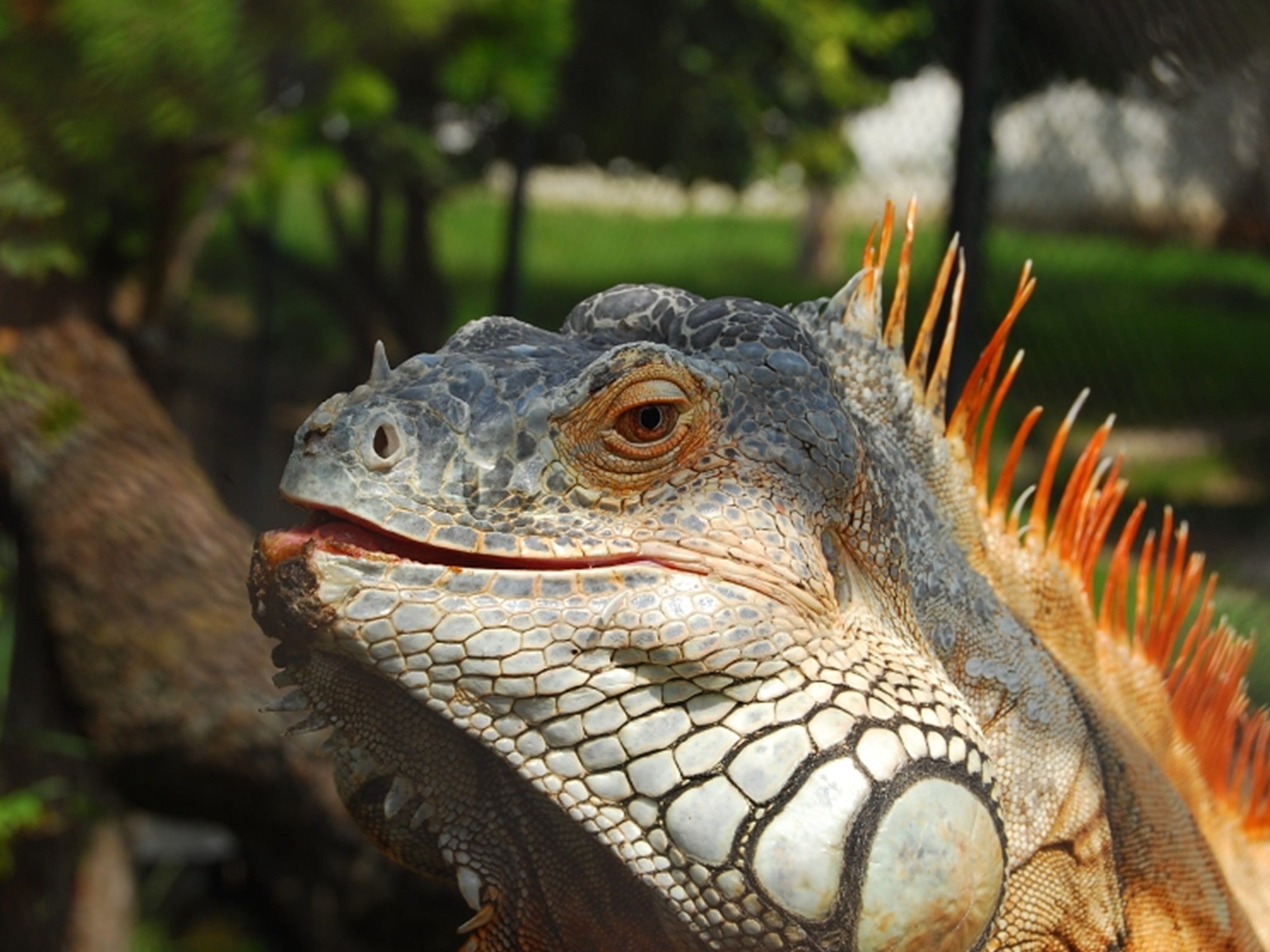 mar caribe, karibik inseln des, caribe, wildlife, happy island, close-up, mar, sunset, eine glückliche insel, animal, island, dragon, puesta de sol, animals in the wild, HD Wallpaper