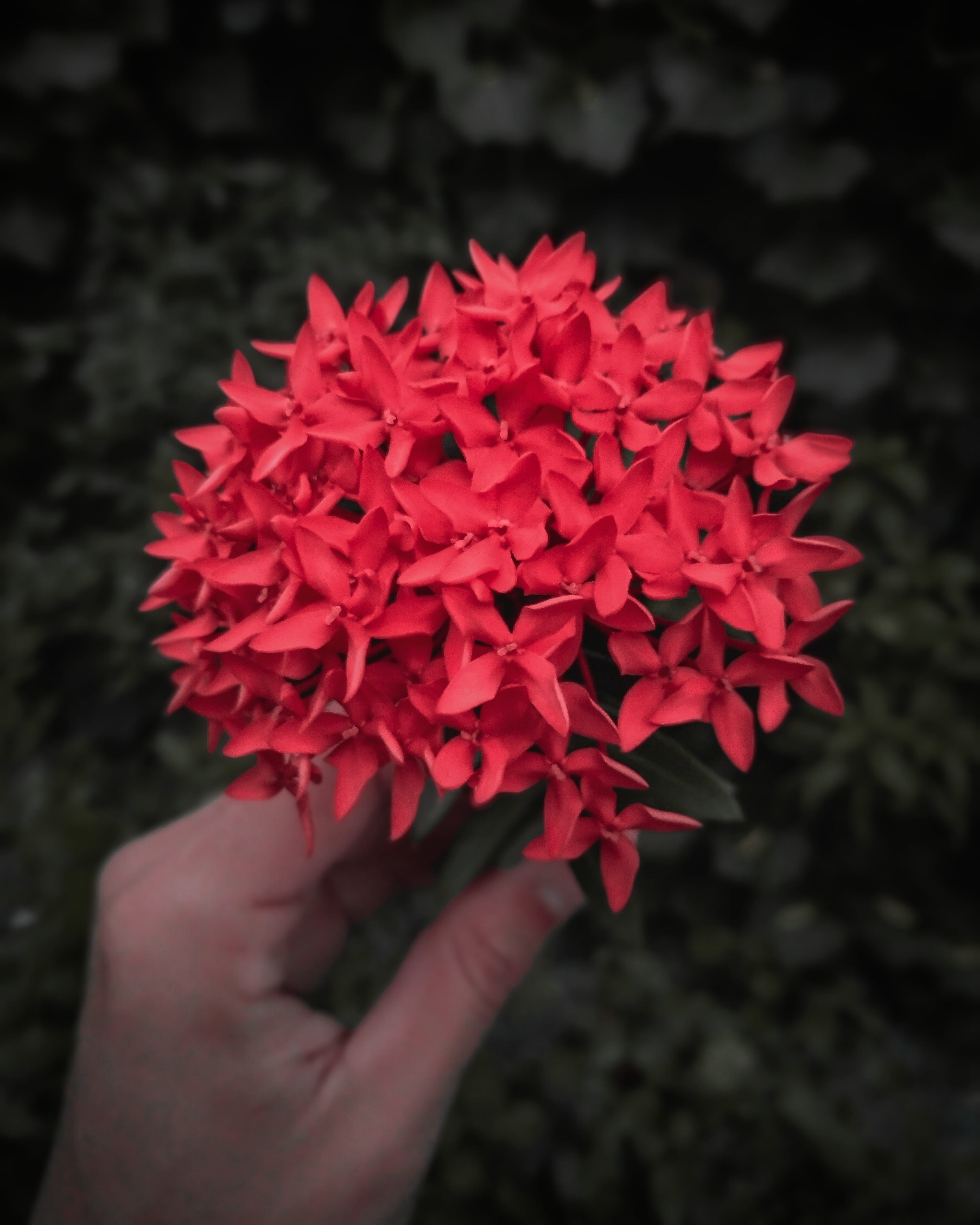 flower head, human limb, human body part, holding, hand, inflorescence, freshness, plant, 2K, one person, focus on foreground, una, brazil, personal perspective, Phone HD Wallpaper