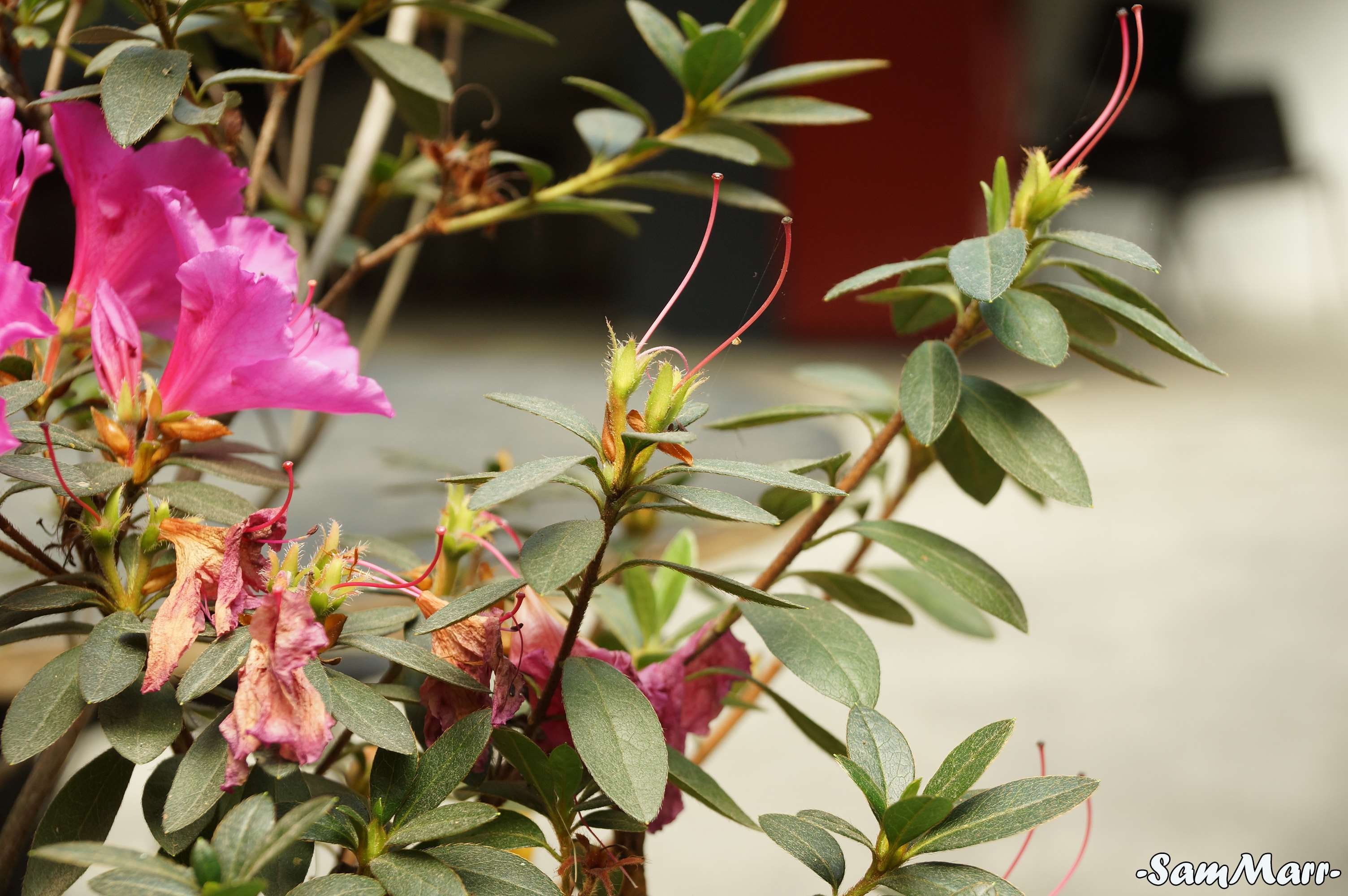 close-up, growth, outdoors, day, flowering plant, las flores son una belleza de arte, no people, focus on foreground, green color, vulnerability, plant part, HD Wallpaper