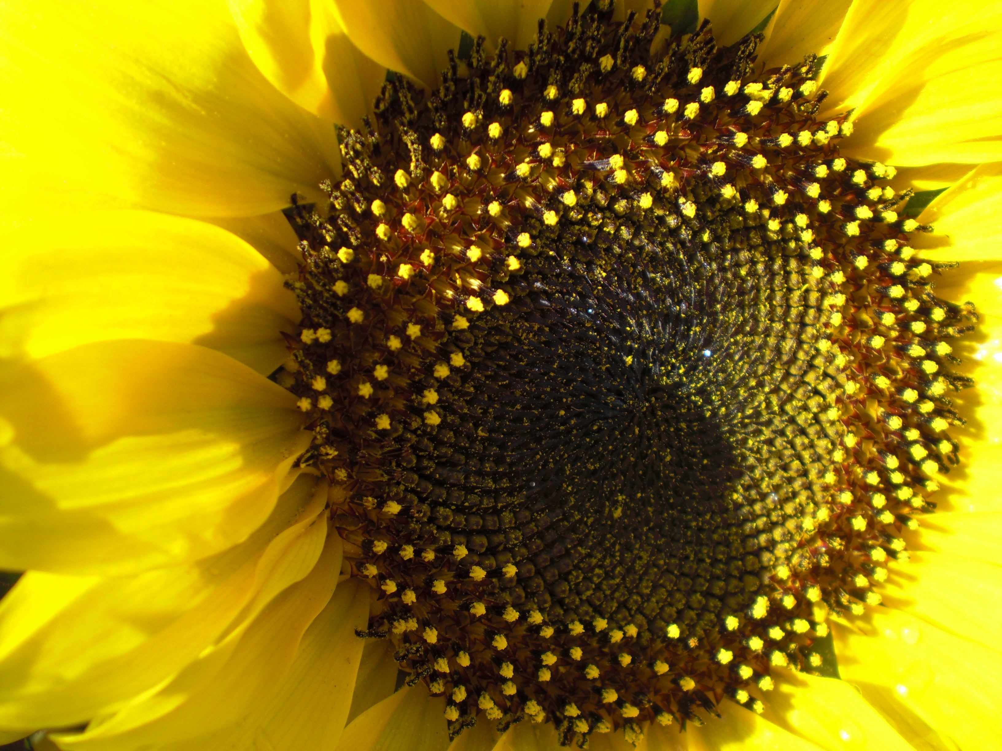 flores, flower, MIRADA, top, macros, petal, UNA, agriculture, nature, summer, UNIVERSO, yellow, shot, macro, sunflower, close-up, view, macro shot, LA, HD Wallpaper