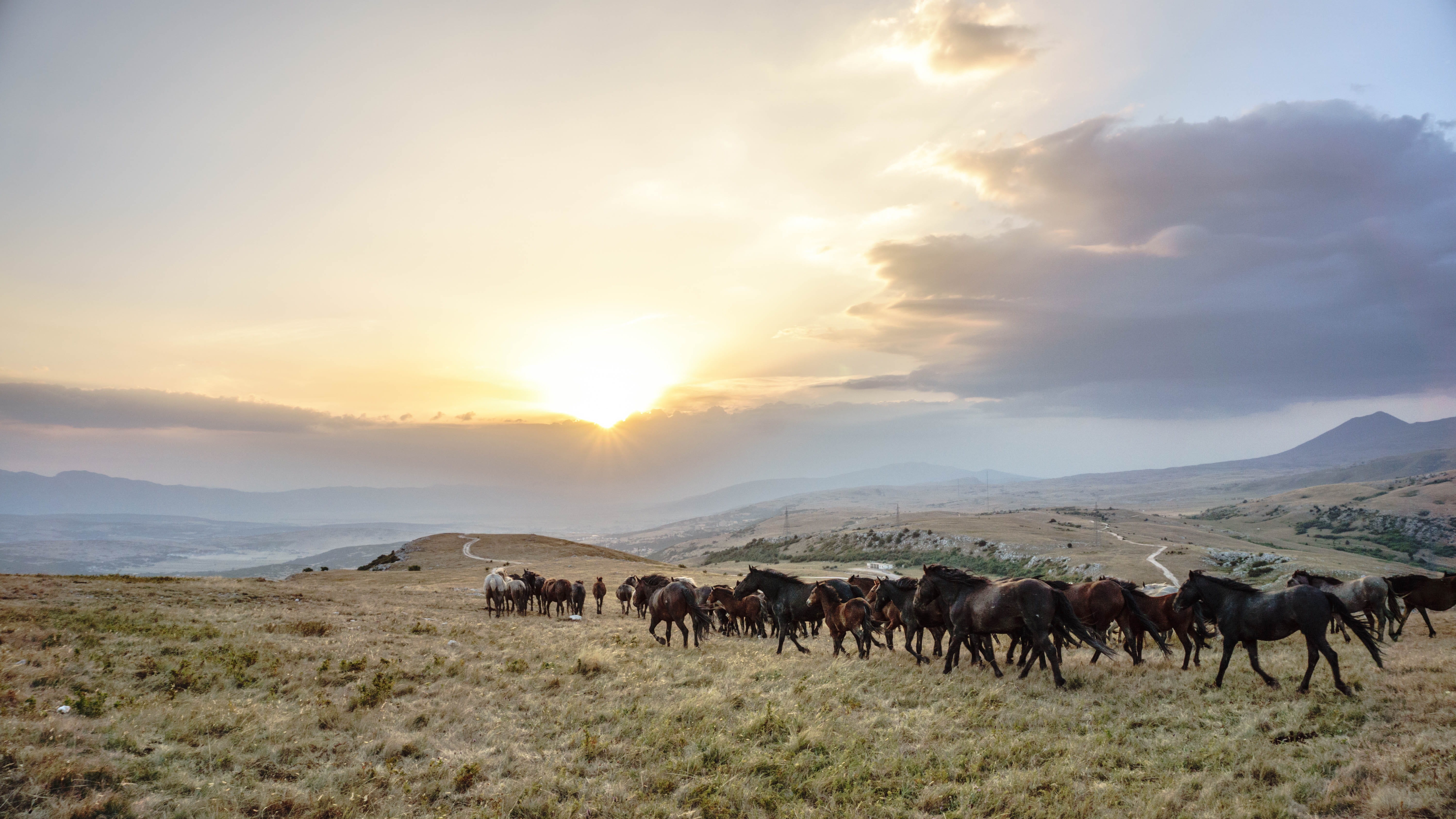 cloud - sky, livno, herd, large group of animals, nature, beauty in nature, sunset, vertebrate, 5K, animal, field, landscape, mammal, land, livestock, HD Wallpaper