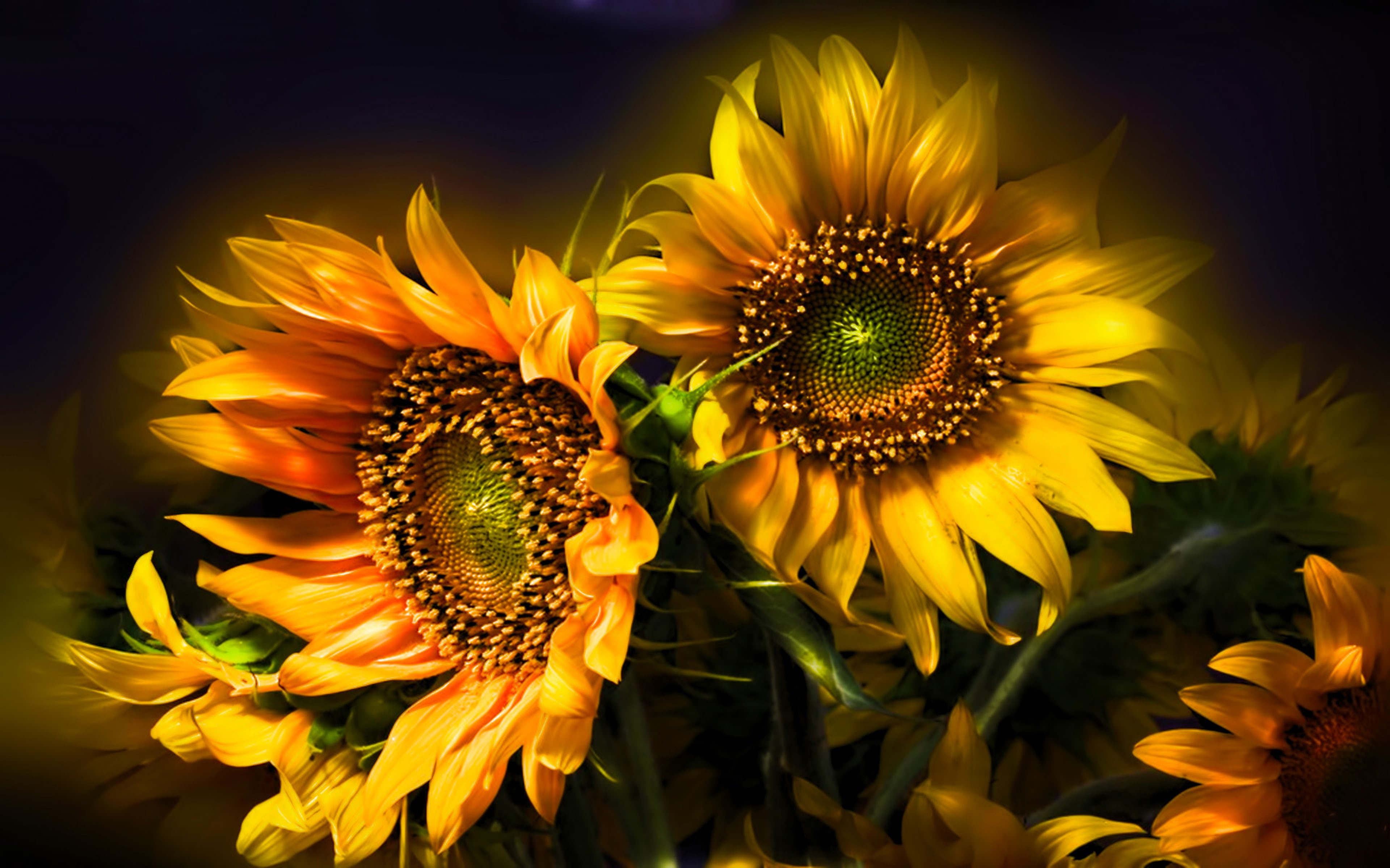 wallpapers, beautiful, desktop, abstract, sunflower, 4K, hd, HD Wallpaper