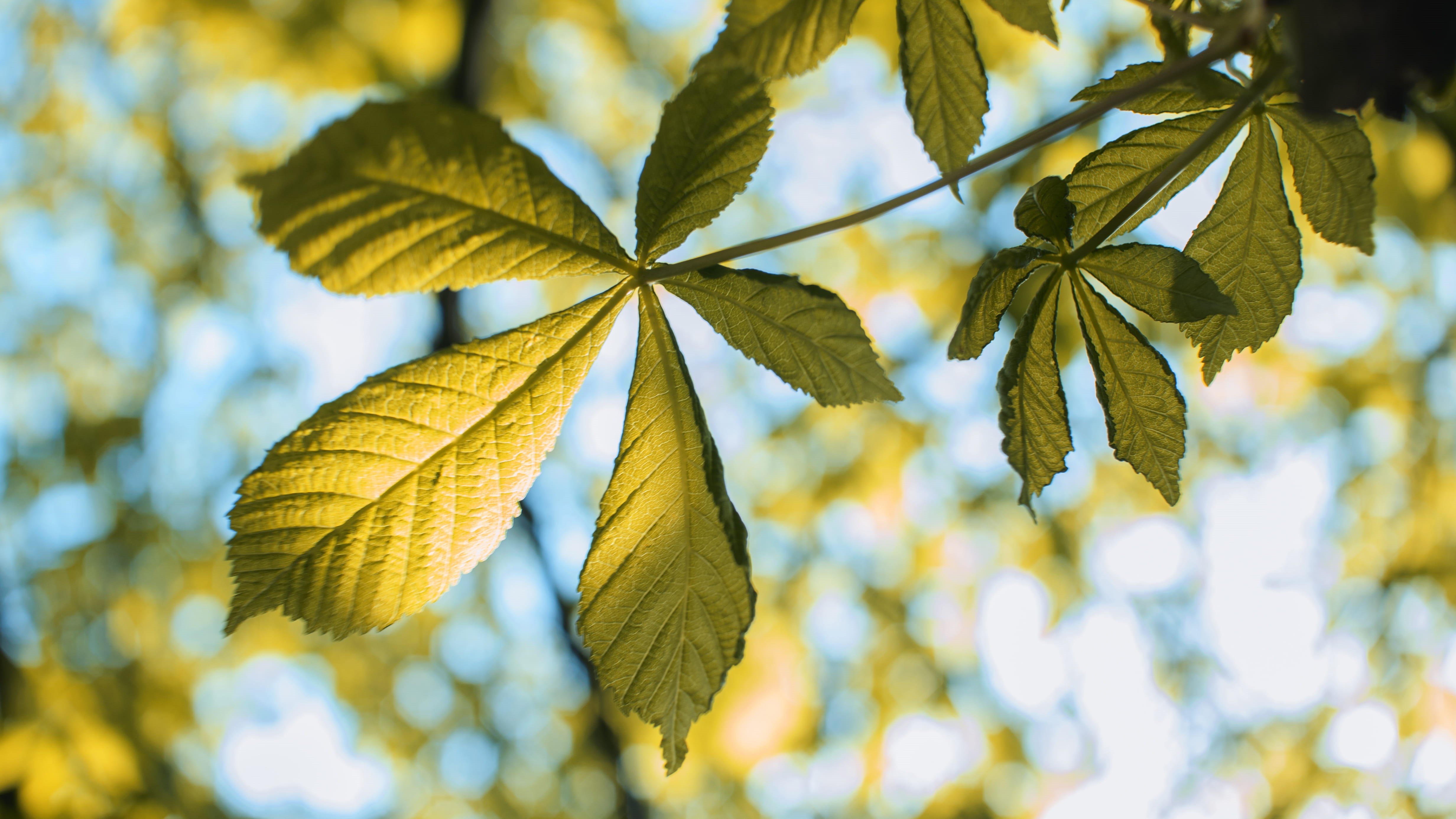 outside, sky, close-up, plant part, netherlands, focus on foreground, growth, no people, 4K, summer, tranquility, rotterdam, green color, nature, change, HD Wallpaper