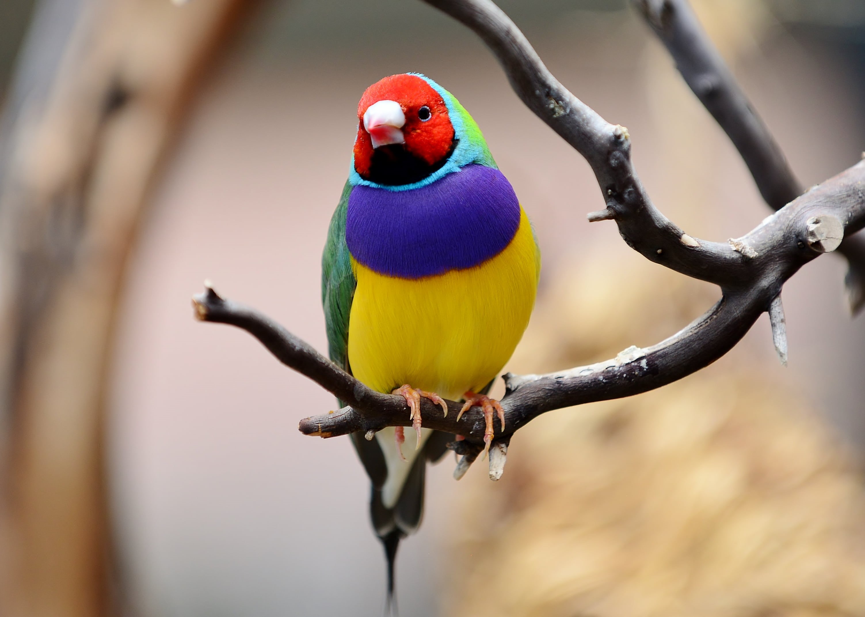 National Aviary, 2K, gouldian, photography, branch, male, closeup, perching, closeup photography, finch, Gouldian Finch, HD Wallpaper