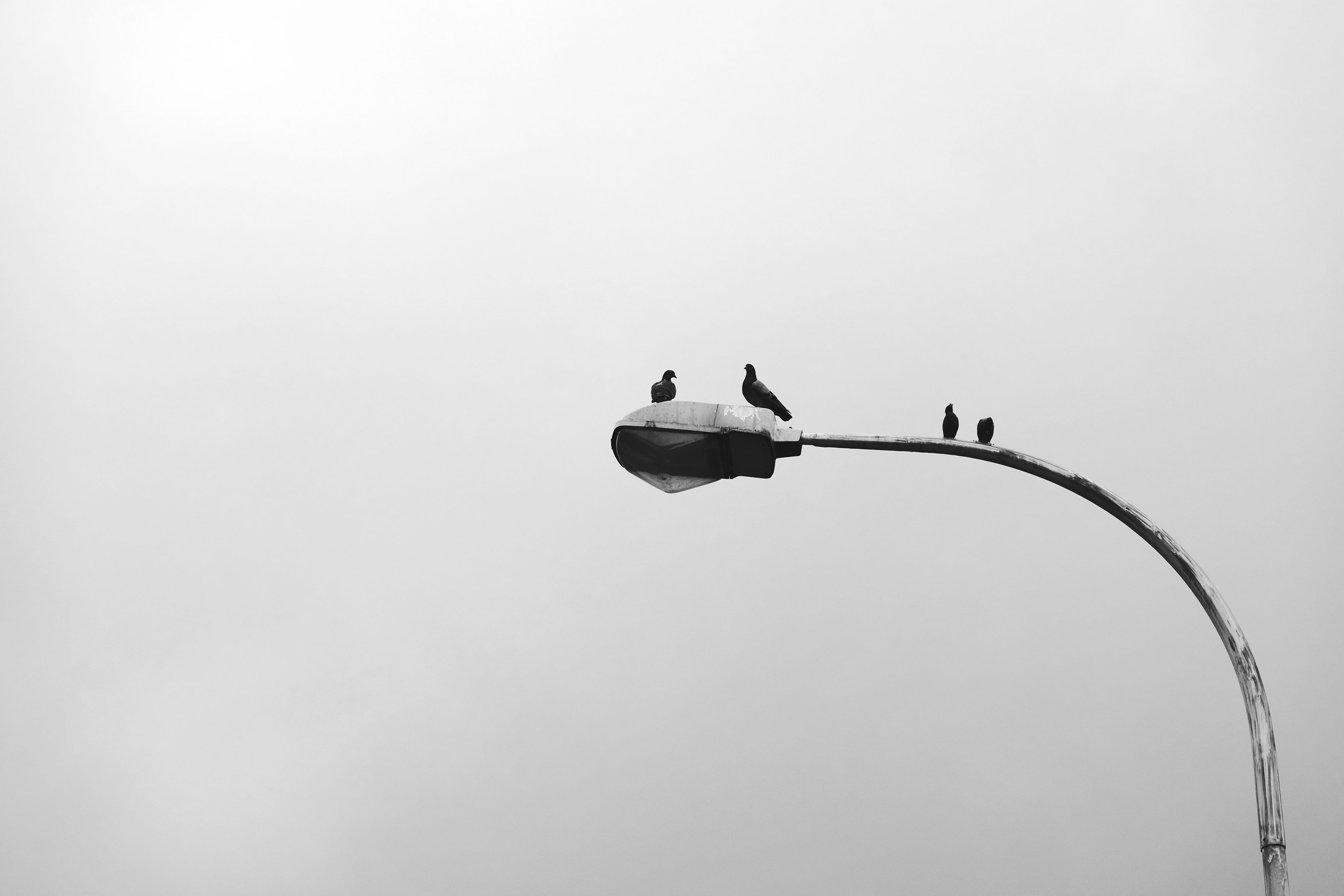 street light, lighting equipment, black-and-white, vertebrate, low angle view, no people, one animal, animals in the wild, animal themes, HD Wallpaper