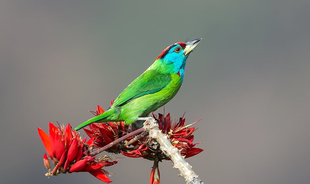 animal, red, nature, flower, beak, Indian Coral Tree, green, multi Colored, Nikon  D4s, feather, blue bird, barbet, wildlife, 480P, throated, daytime, HD Wallpaper