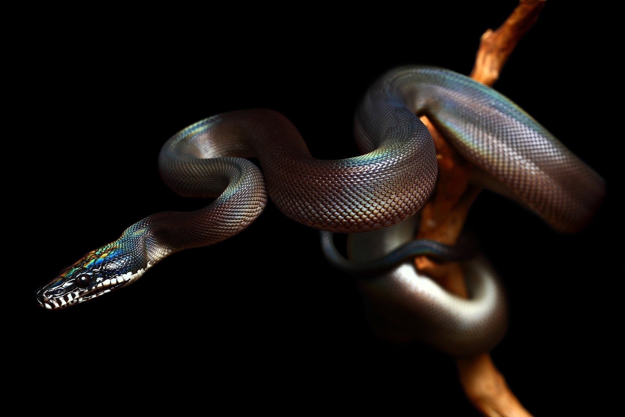 animal scale, indoors, animal, nature, animal wildlife, animal body part, vertebrate, 1080P, animals, one animal, close-up, no people, animals in the wild, HD Wallpaper