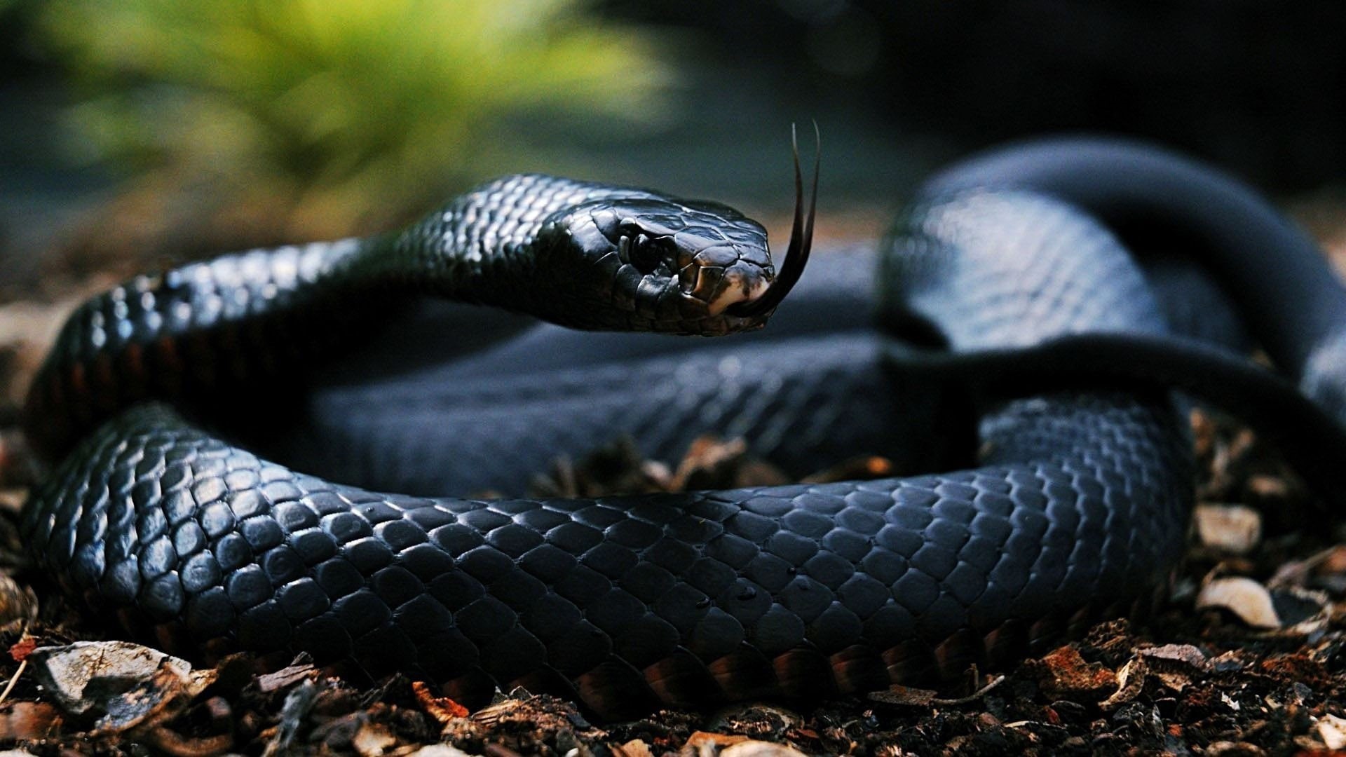 serpiente, reptil, 1080P, mamba, negra, HD Wallpaper