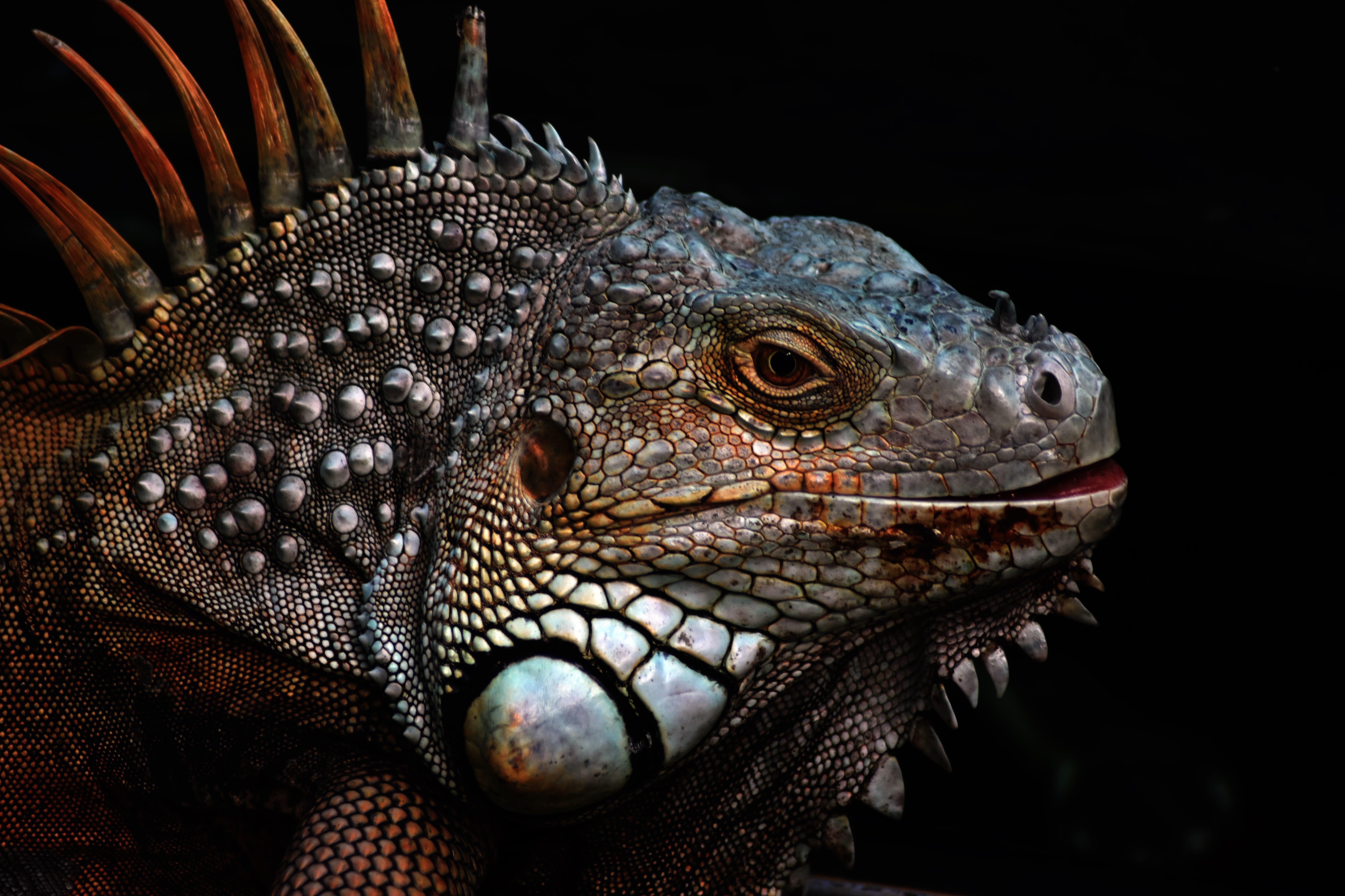 nature, studio shot, side view, no people, one animal, animal body part, animal, black background, iguana, animals in the wild, animal themes, HD Wallpaper