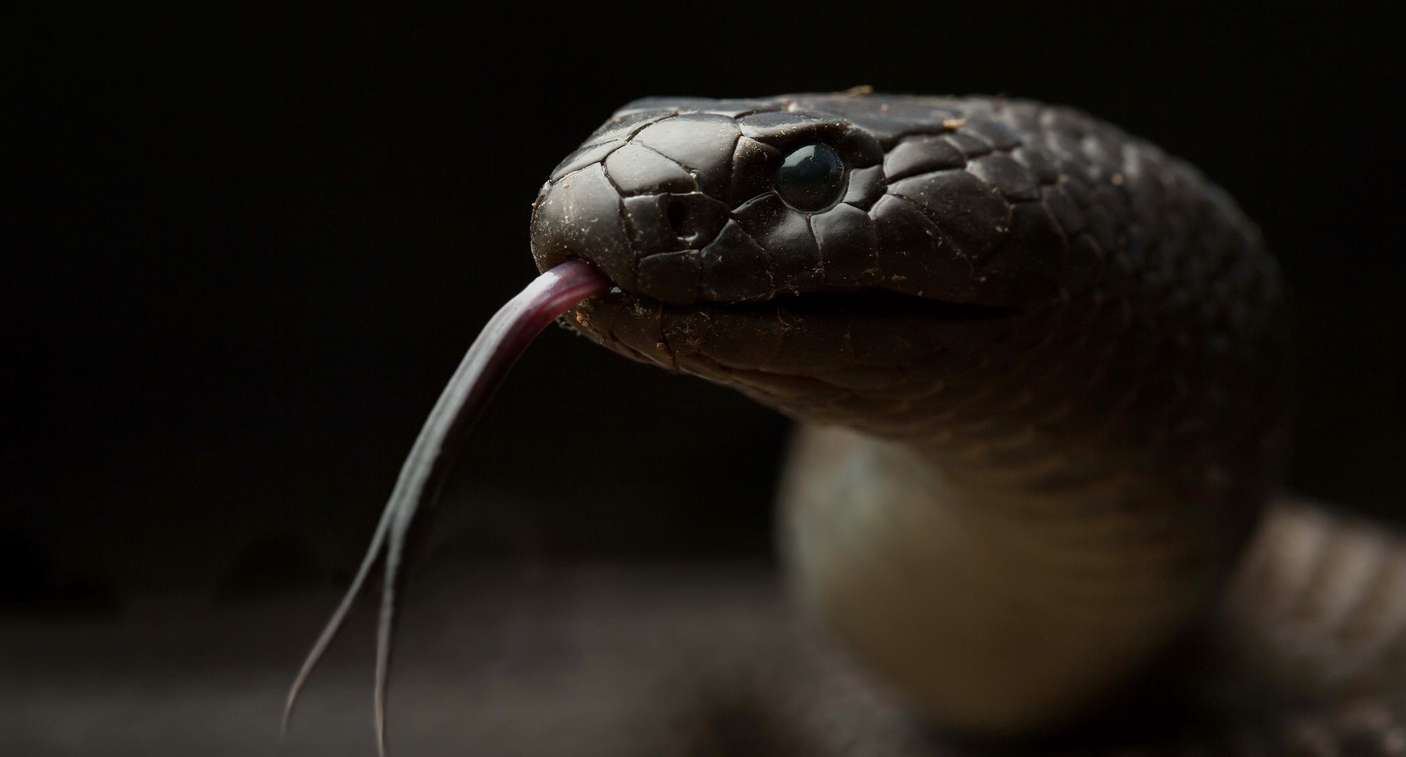 reptiles, 1080P, snake, animals, HD Wallpaper