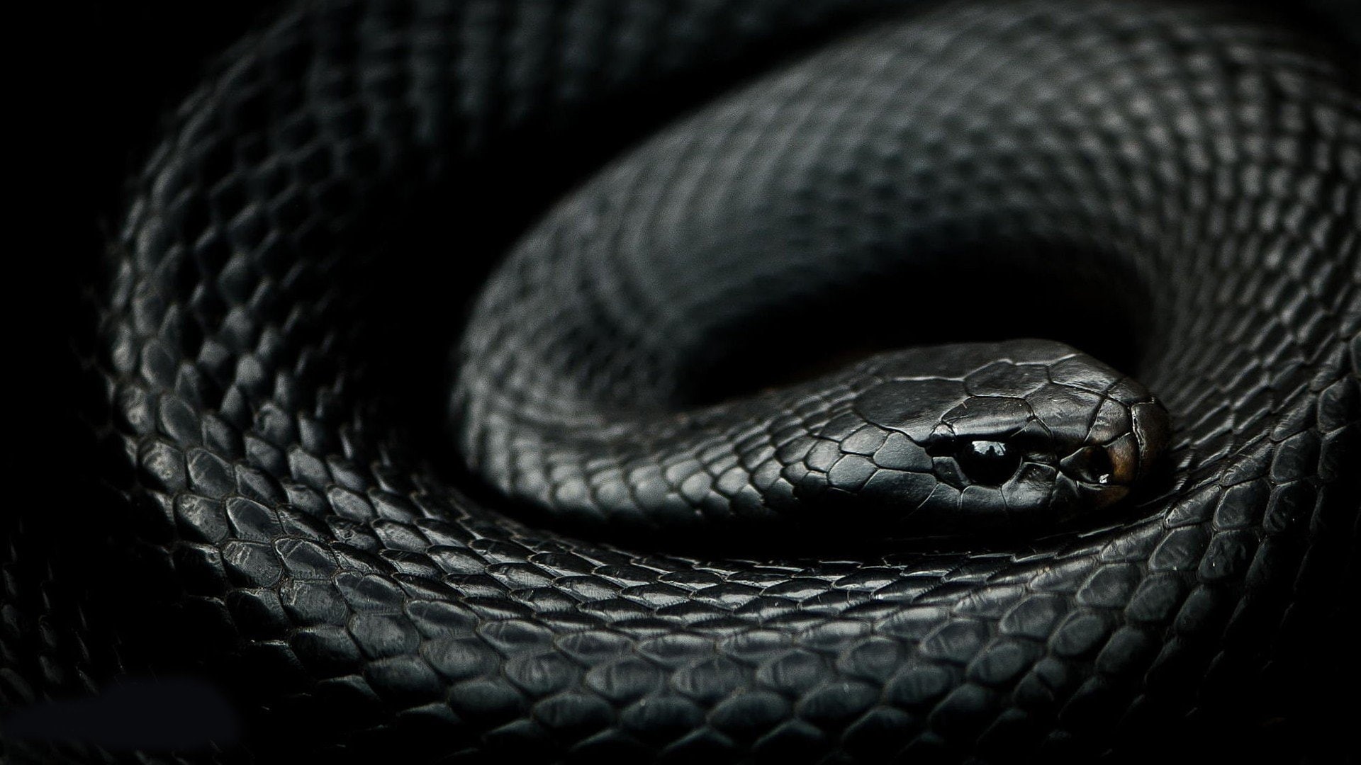 snake, reptiles, Mamba, 1080P, HD Wallpaper