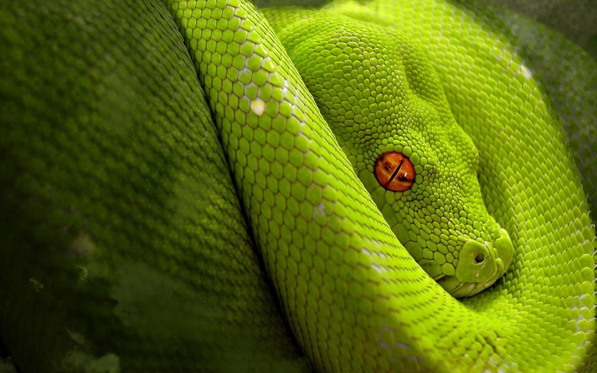 vertebrate, green, animal head, animal, rainforest, no people, green color, animal body part, animal scale, reptiles, outdoors, animals in the wild, animals, HD Wallpaper