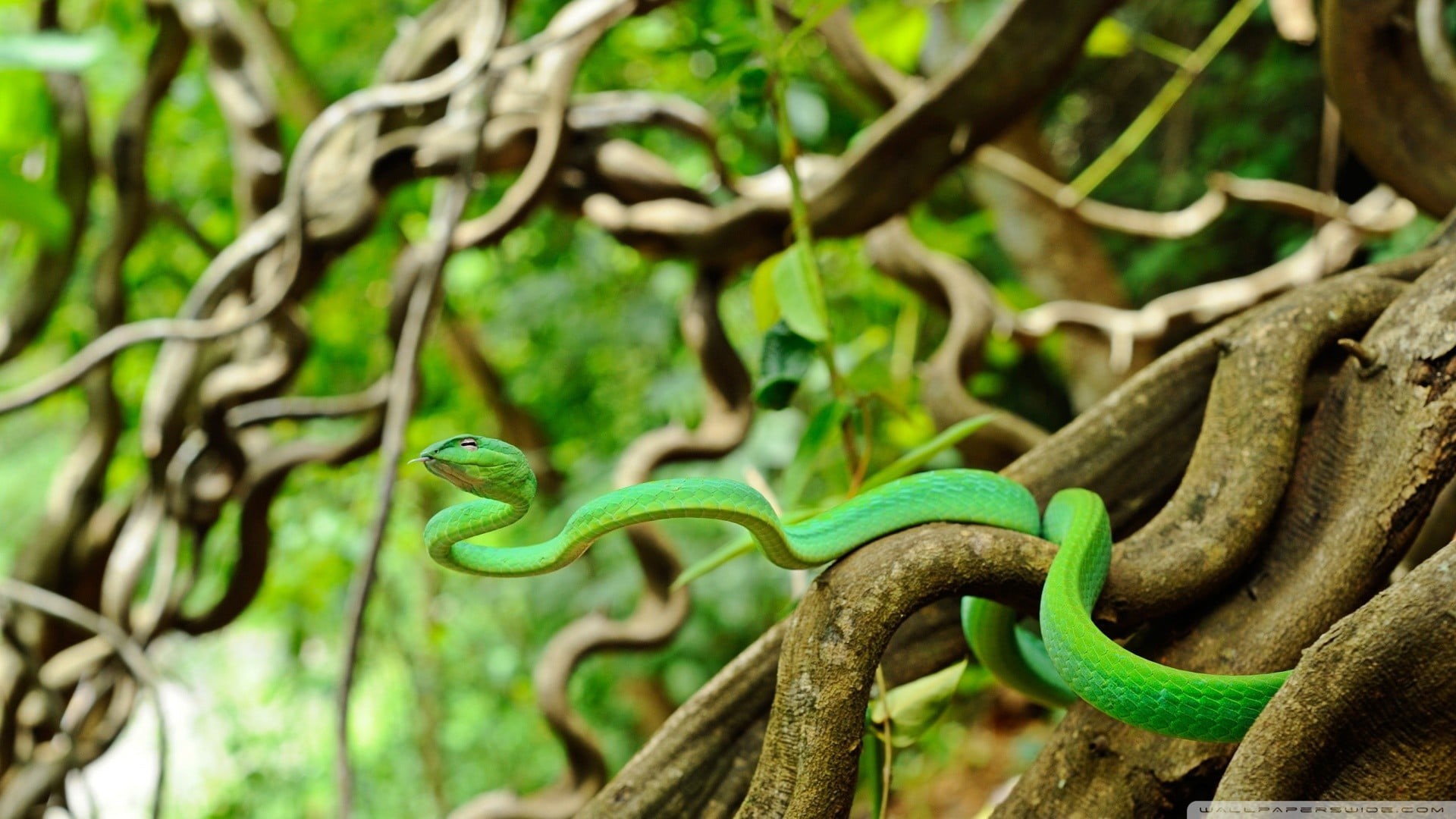 green, snake, branch, animals, wildlife, nature, day, animal scale, animals in the wild, reptiles, outdoors, sign, focus on foreground, no people, animal themes, HD Wallpaper