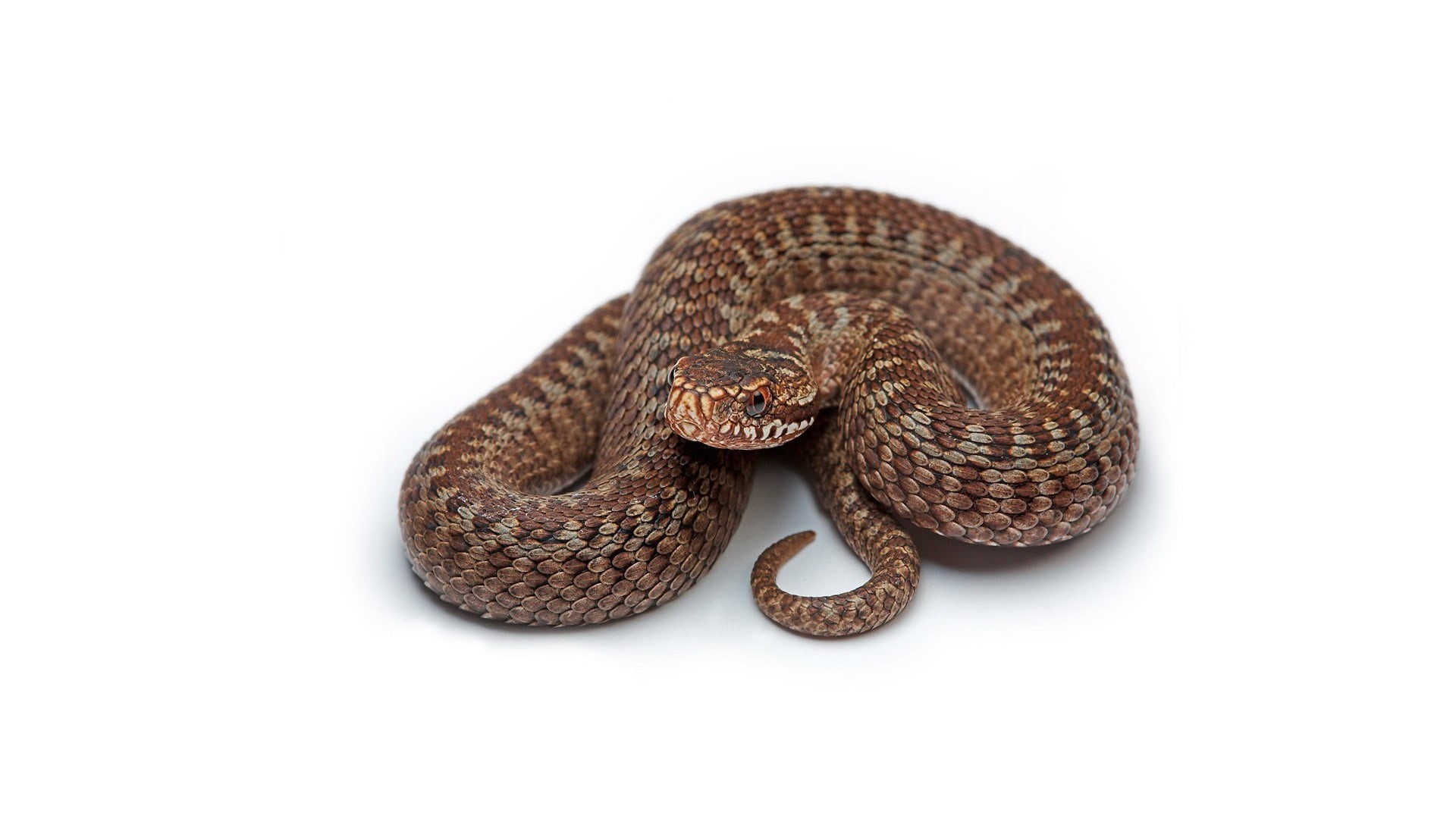 studio shot, snake, no people, gray, high angle view, brown, natural pattern, reptile, animal, spiral, reptiles, vertebrate, 1080P, animals in the wild, HD Wallpaper