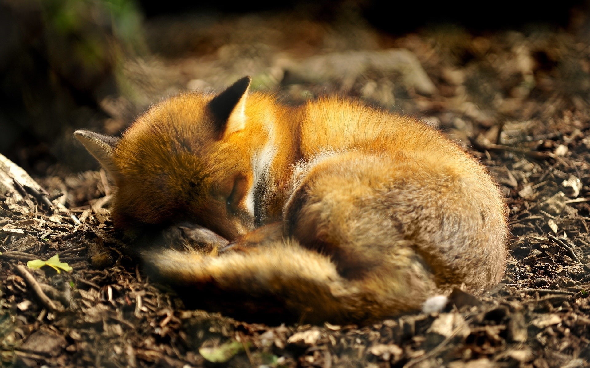 1080P, Animal, Fox, Curled, Sleeping, close, Up, HD Wallpaper