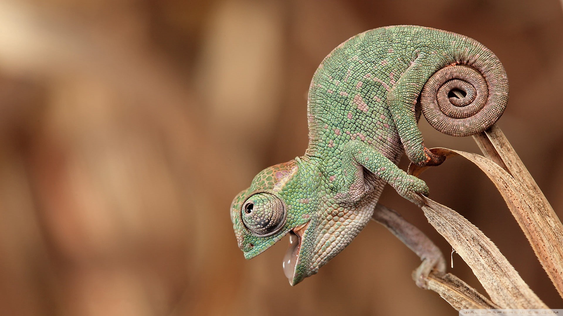 closeup, animal wildlife, close-up, tail, 1080P, open mouth, chameleon, green, depth of field, day, selective focus, plant, no people, nature, animal themes, HD Wallpaper