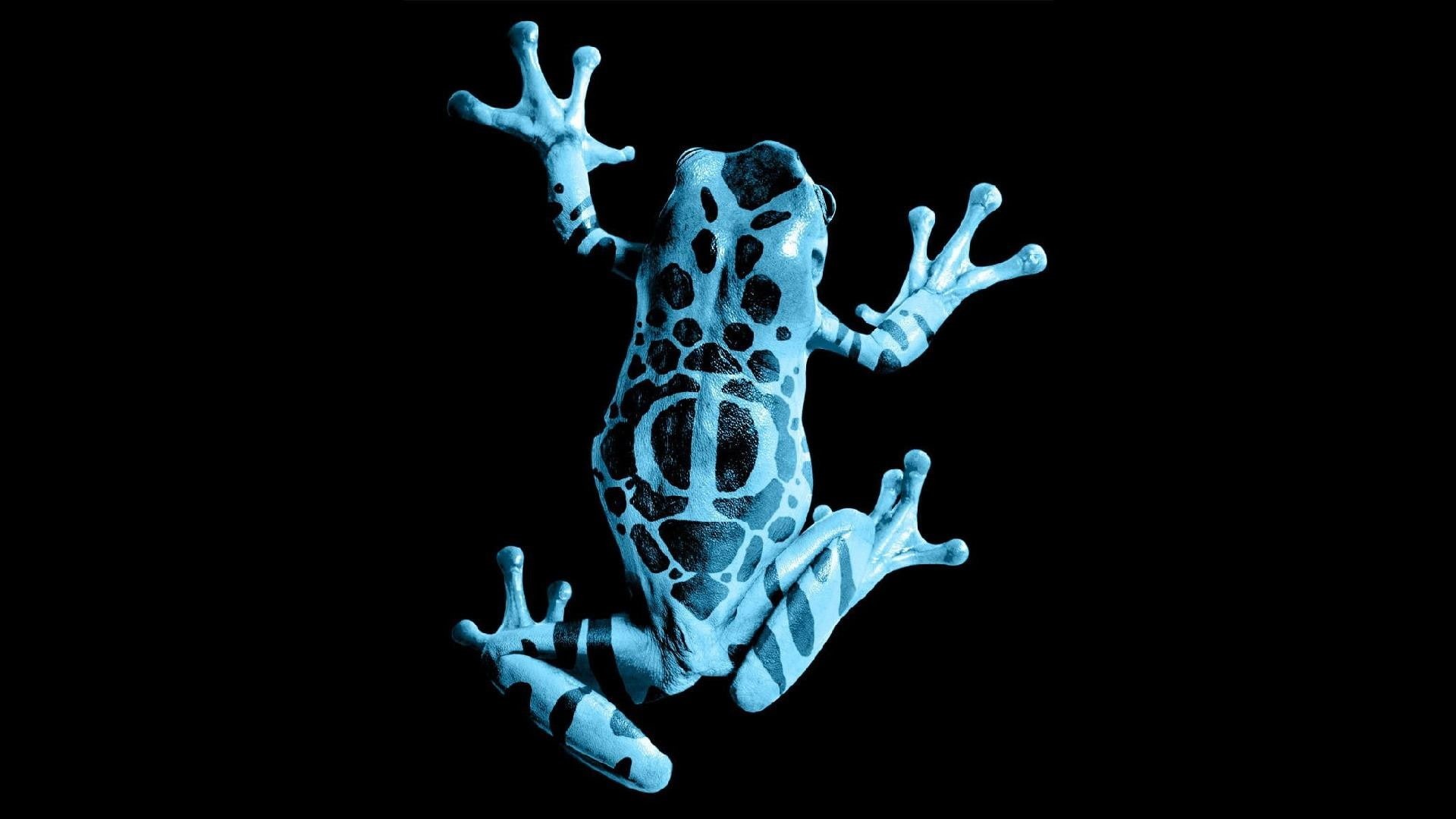 bone, healthcare and medicine, studio shot, black background, human body part, body part, human representation, poison dart frogs, biology, science, 1080P, HD Wallpaper