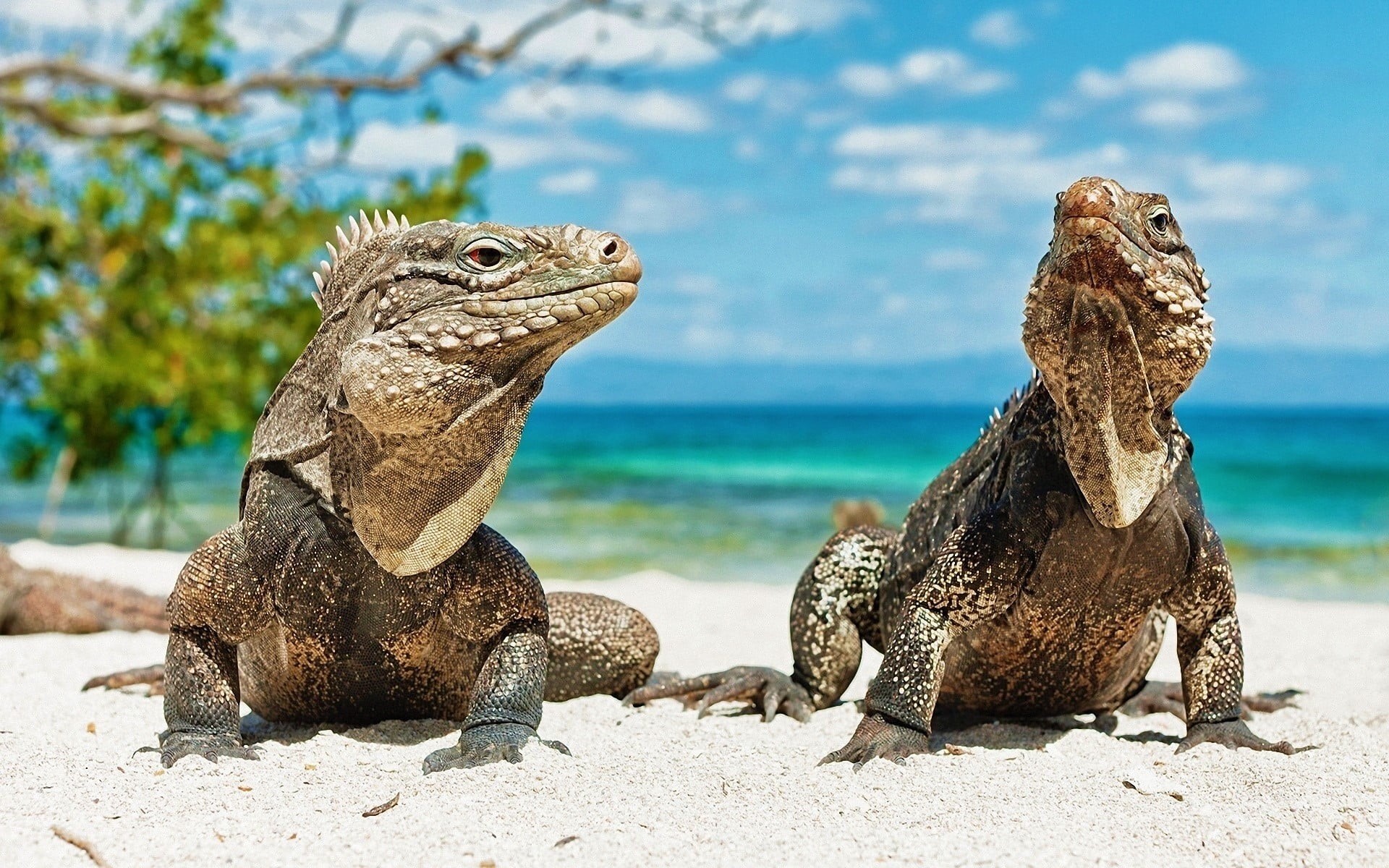 reptile, focus on foreground, marine, no people, vertebrate, animals in the wild, group of animals, animal scale, animal, outdoors, reptiles, white, day, HD Wallpaper