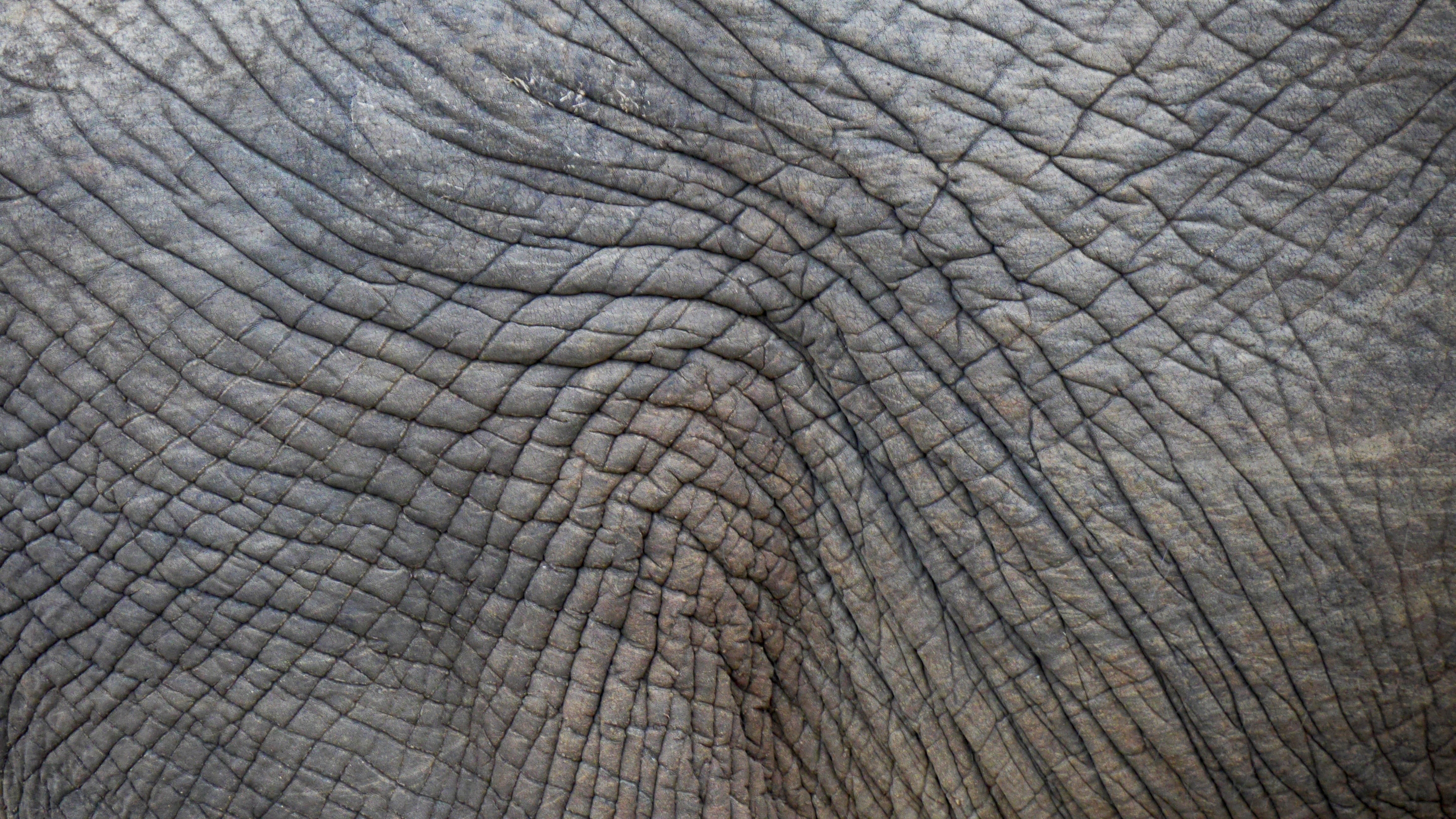 pattern, structure, wrinkled, animal scale, textured, animal themes, animal body part, animal, elephant, backgrounds, animals in the wild, animal skin, HD Wallpaper
