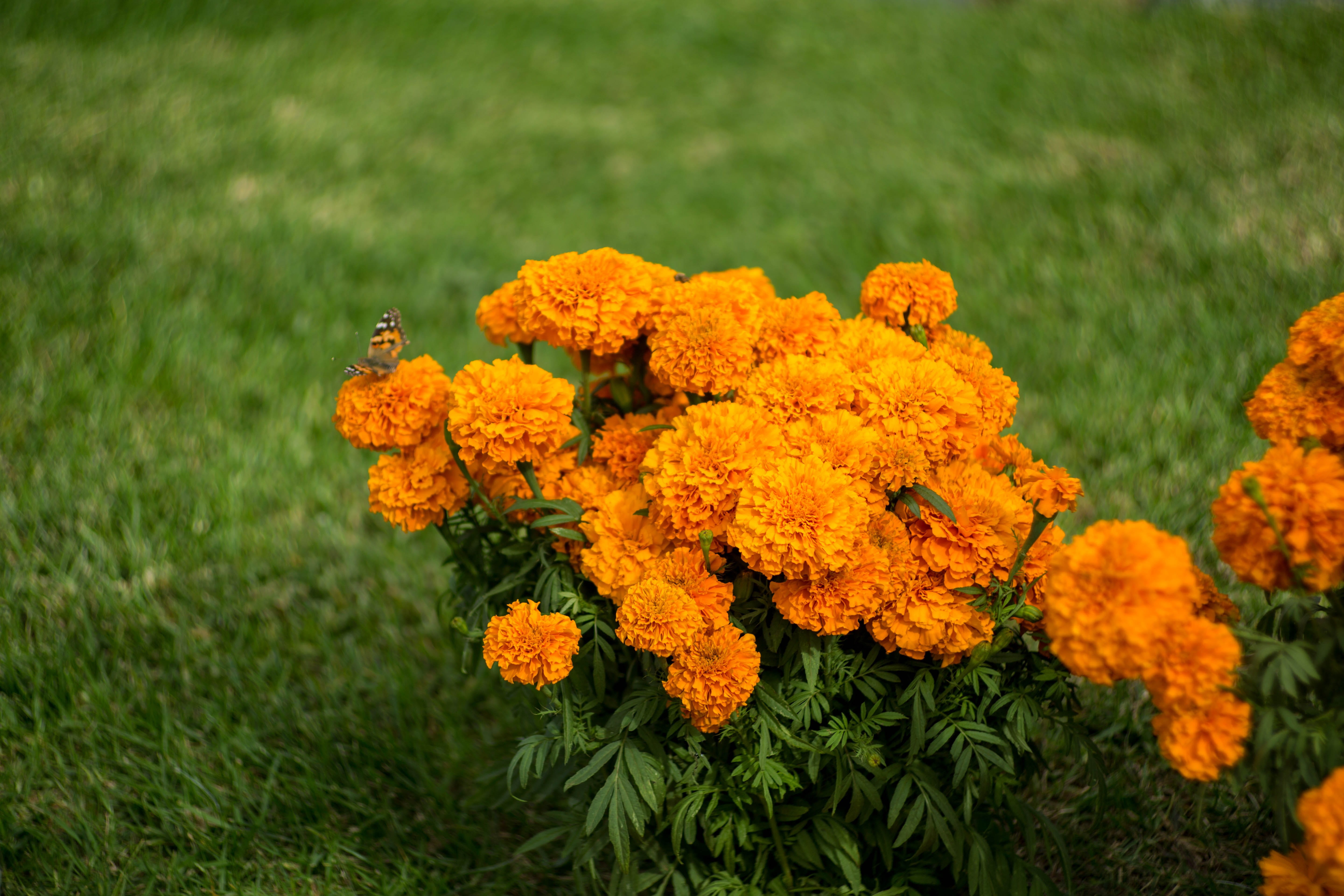 orange color, travel, butterfly, day, petal, butterflies, growth, outdoors, flowers, inflorescence, death, flowering plant, san luis rey, memento mori, HD Wallpaper