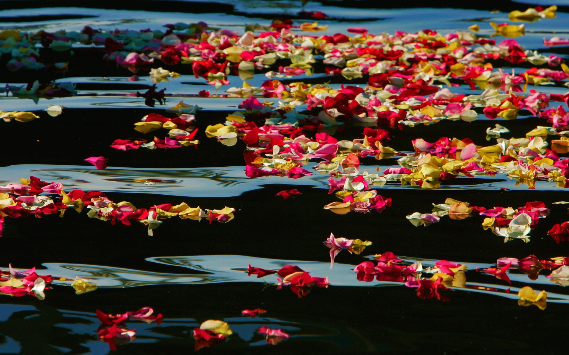 1080P, water, rose petals, CA, USA, paint, Oceanside Harbor, HD Wallpaper