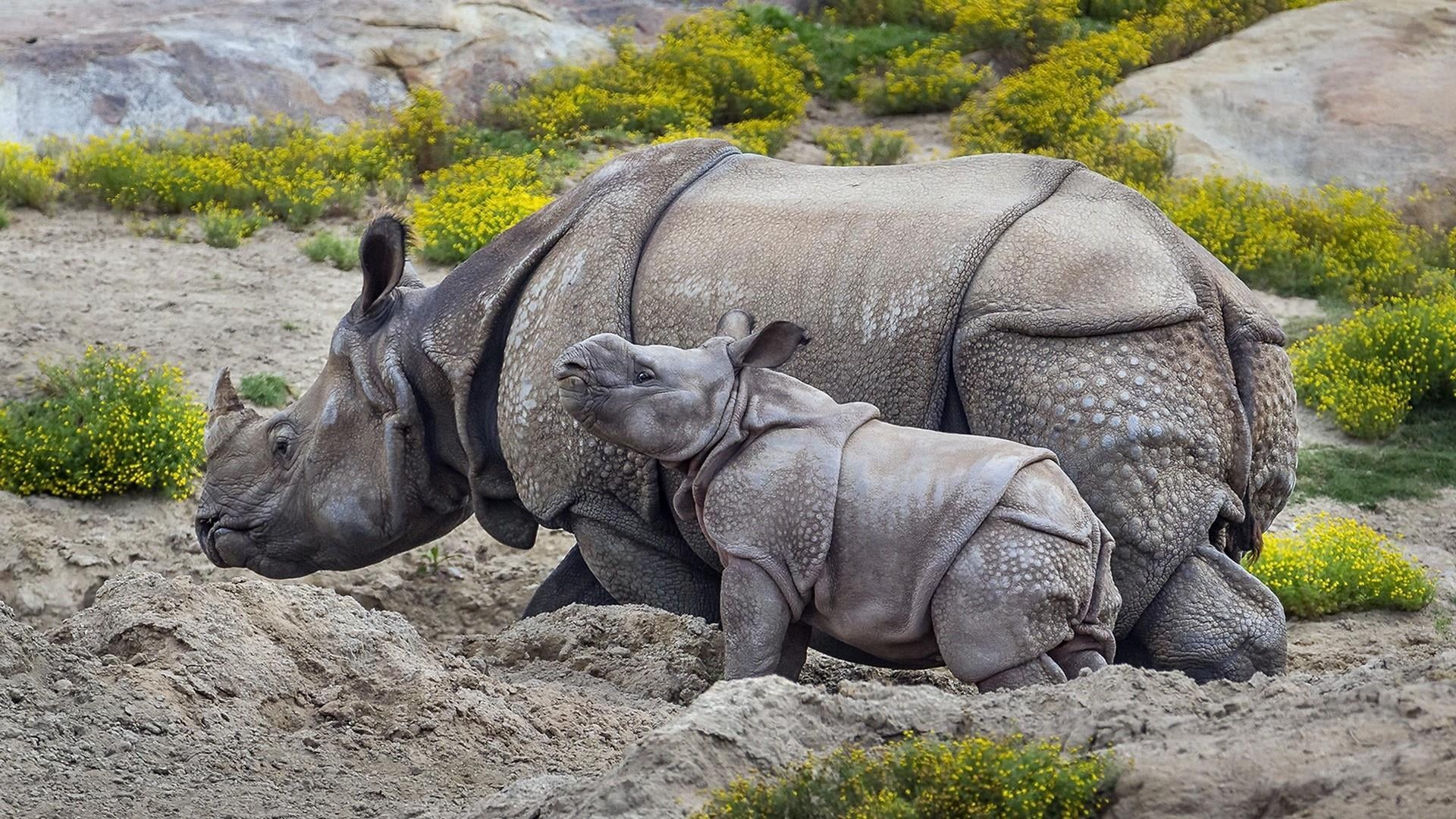 animal themes, beauty in nature, zoo, grass, group of animals, fauna, rhinoceros, herbivorous, focus on foreground, plant, rock, nature, animal, cute, vertebrate, HD Wallpaper