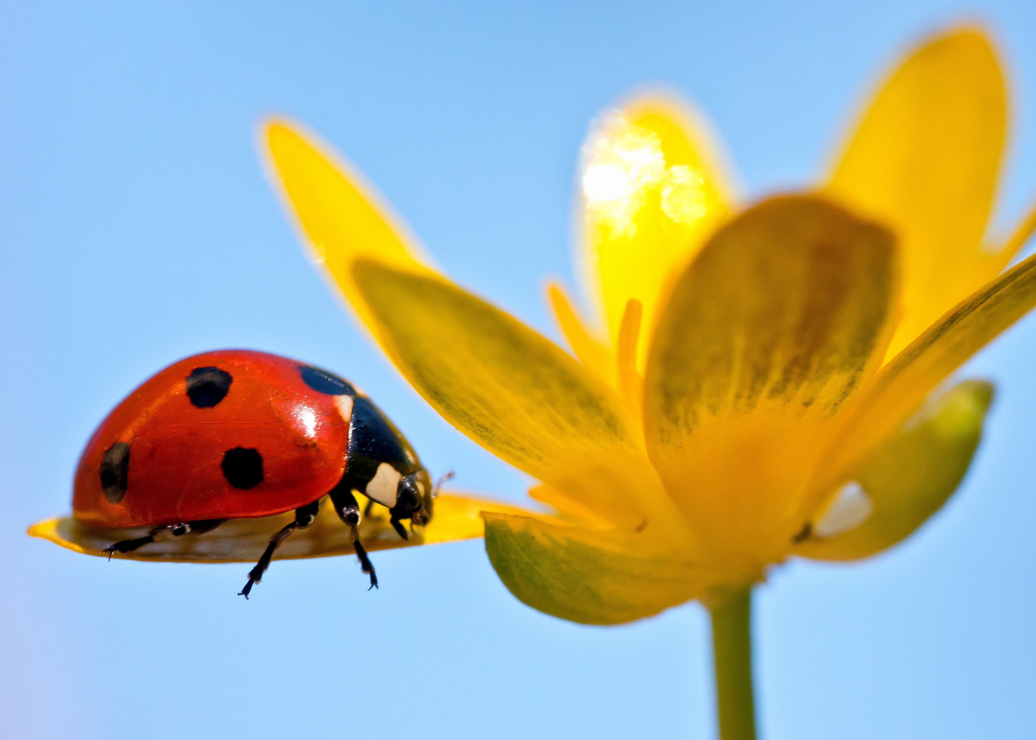 beauty In Nature, flower, insect, photograph, ladybug, summer, yellow, macro, selective, plant, nature, petal, photo, close-up, focus, beetle, bug, 2K, HD Wallpaper