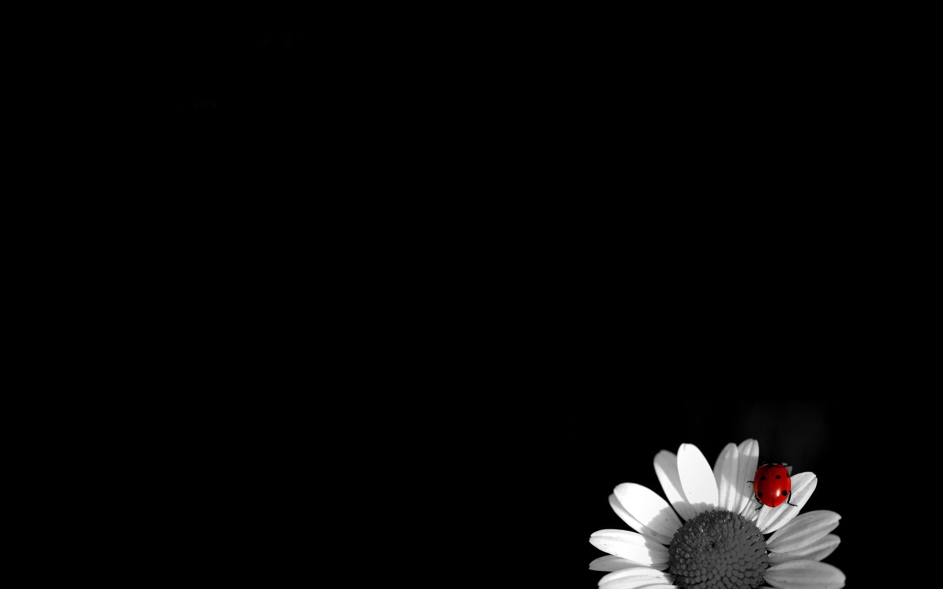 copy space, white color, insect, minimalism, selective coloring, flowering plant, inflorescence, beauty in nature, freshness, petal, vulnerability, plant, HD Wallpaper