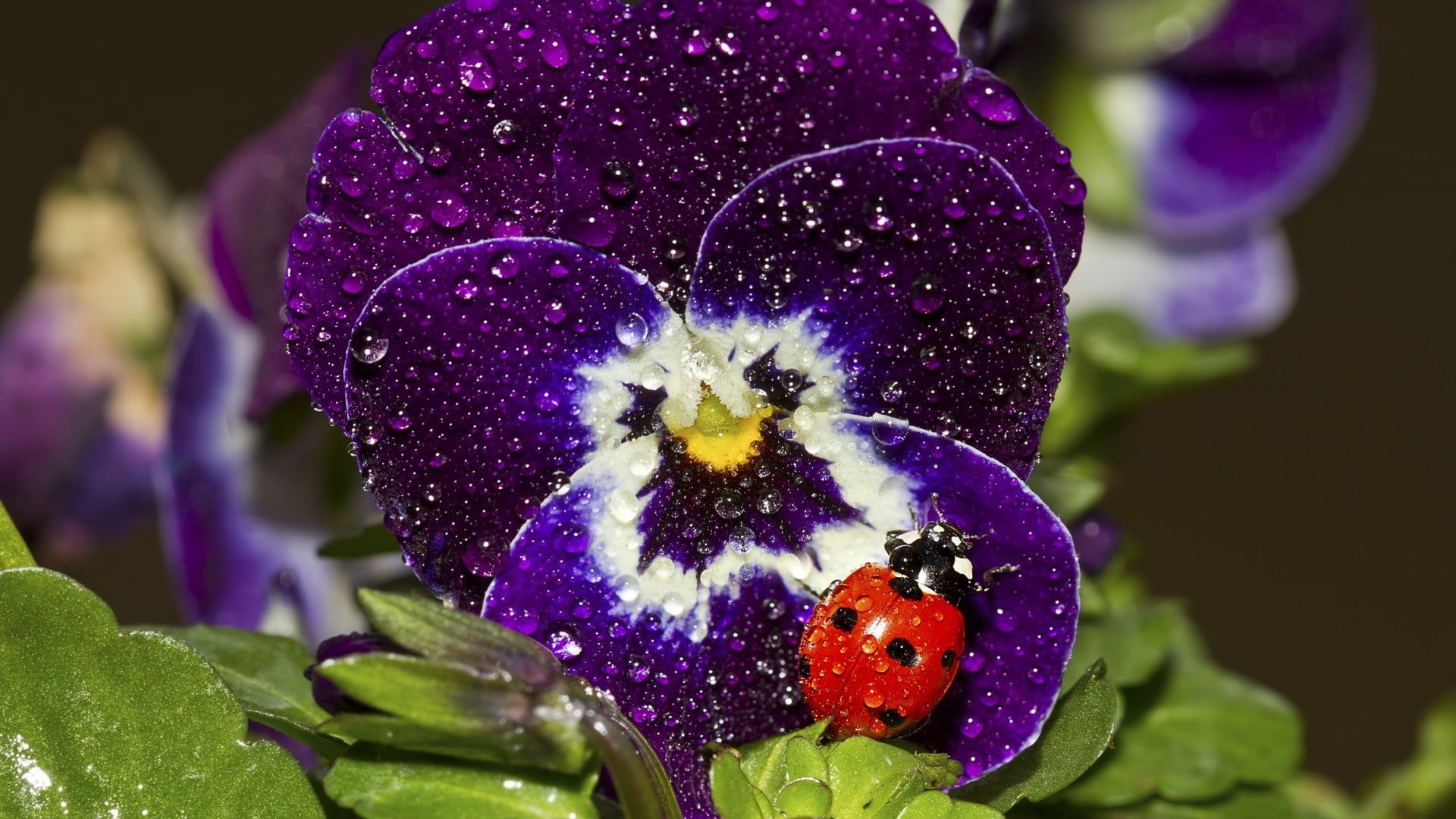 black, purple flowers, focus on foreground, flower, vulnerability, freshness, flower head, dew, petal, pansy, day, macro, flowering plant, nature, inflorescence, HD Wallpaper