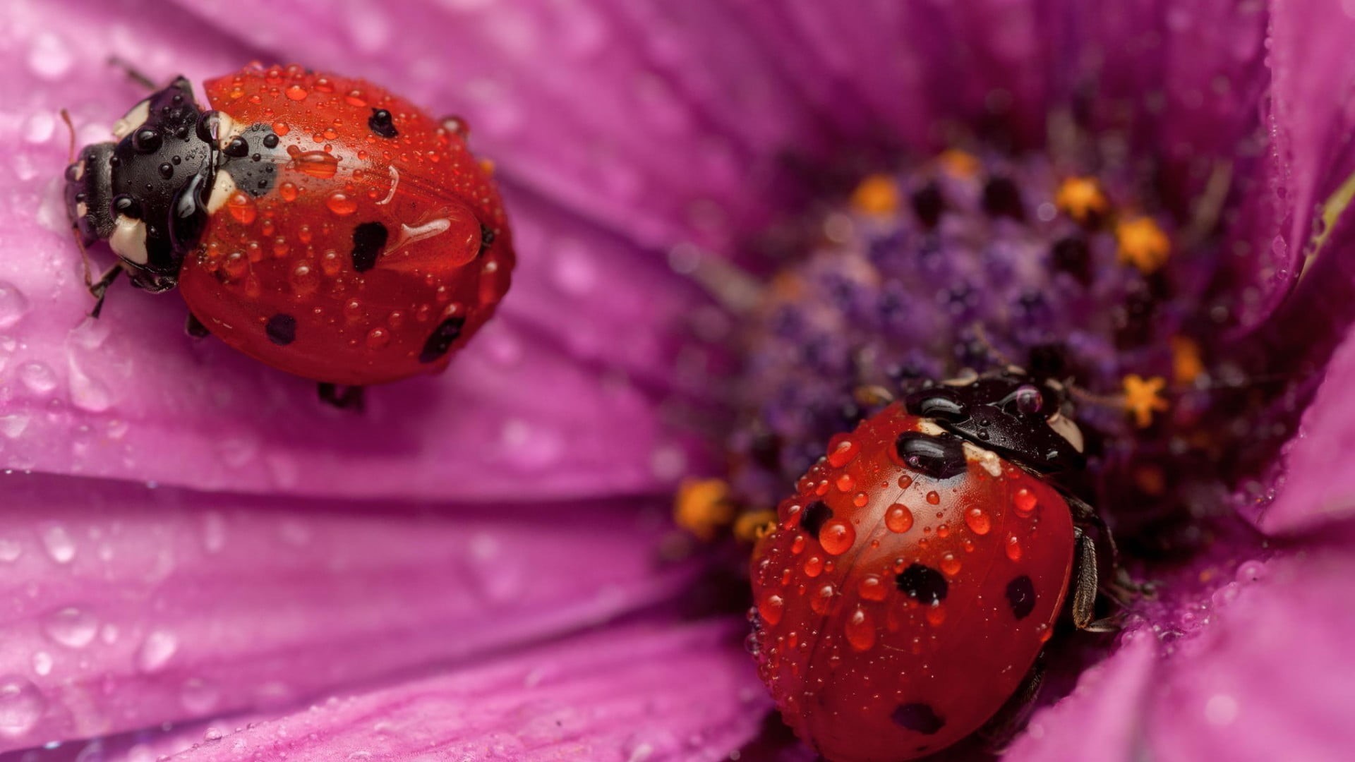 water drops, flowers, nature, red, plant, pollen, pink flowers, animal themes, beetle, flowering plant, freshness, purple, flower, no people, ladybugs, HD Wallpaper
