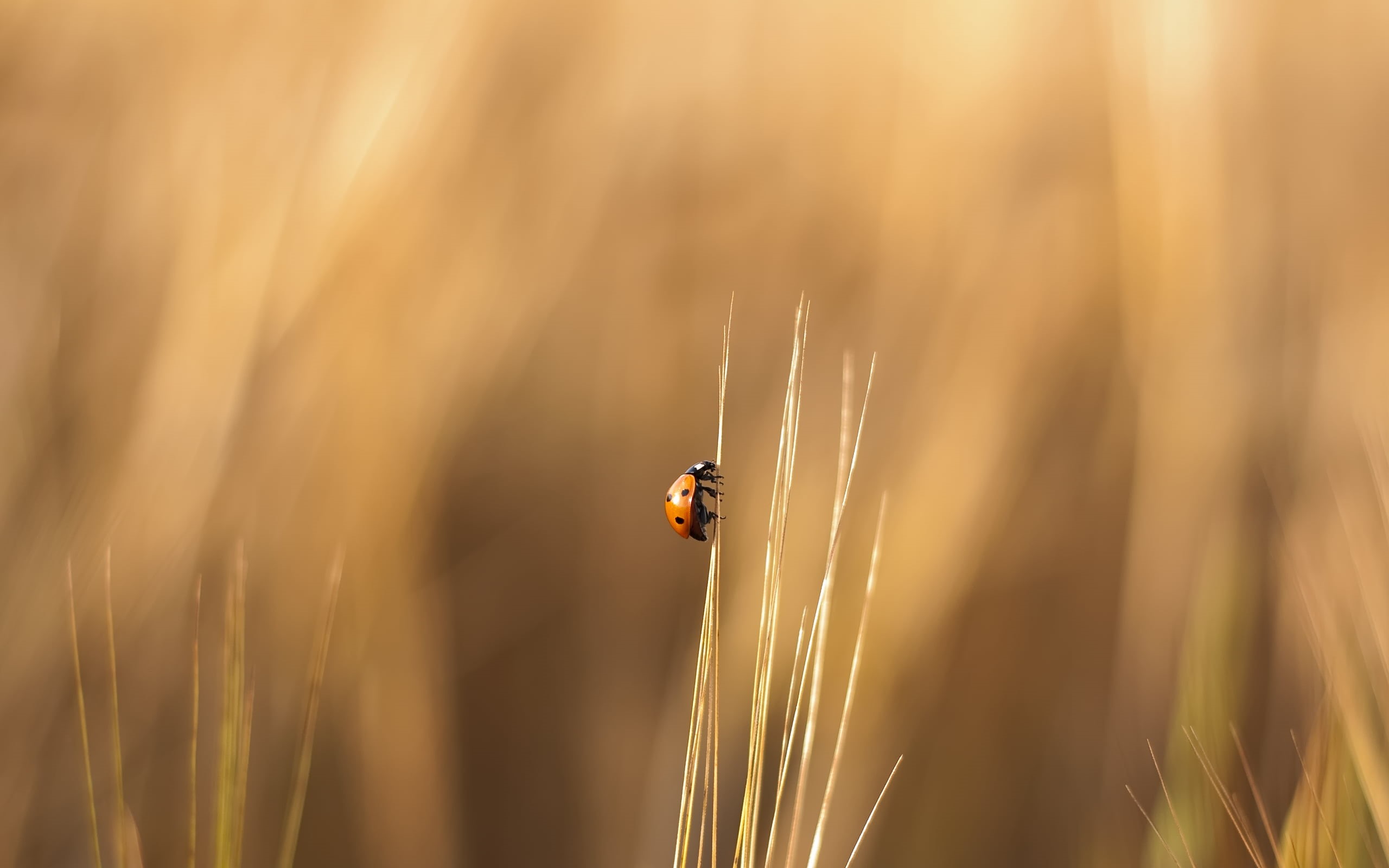 beige, sunlight, photography, flower, environment, close-up, blurred, 2K, animal, outdoors, season, nature, wildflower, freshness, plant, macro, invertebrate, HD Wallpaper