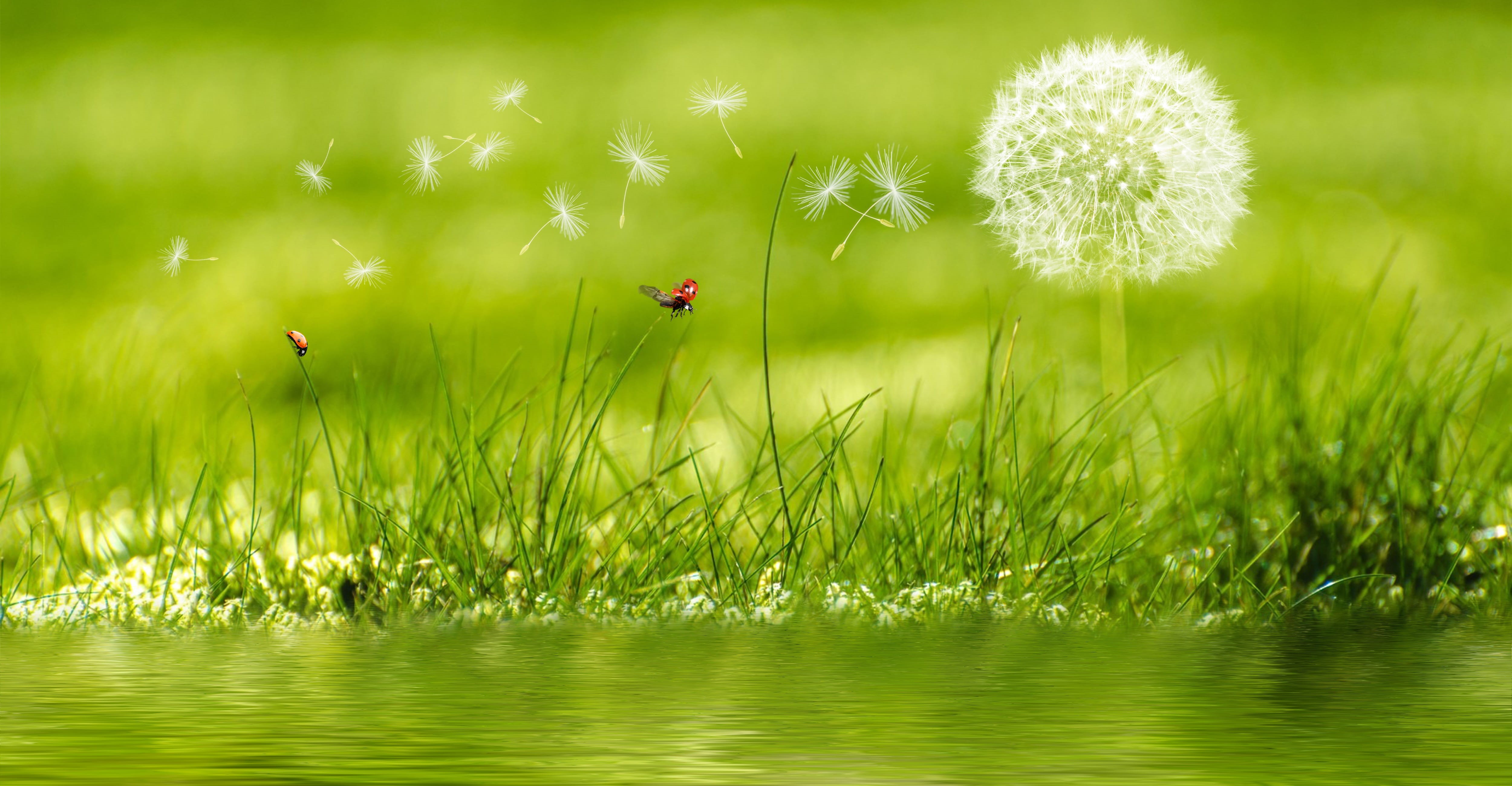 no people, growth, uncultivated, leaves, season, animal wing, ladybug, green, day, flowering plant, grass, meadow, flowers, natural, beautiful, freshness, HD Wallpaper