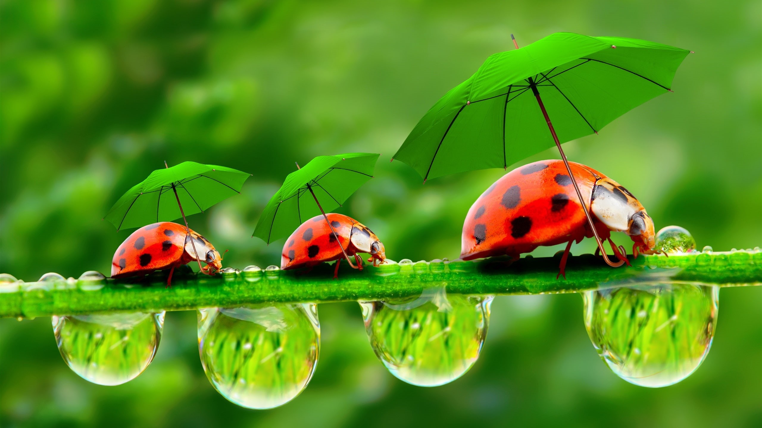 Umbrellas, Creative, Ladybugs, Pictures, Dew, Water, Droplets, 2K, HD Wallpaper