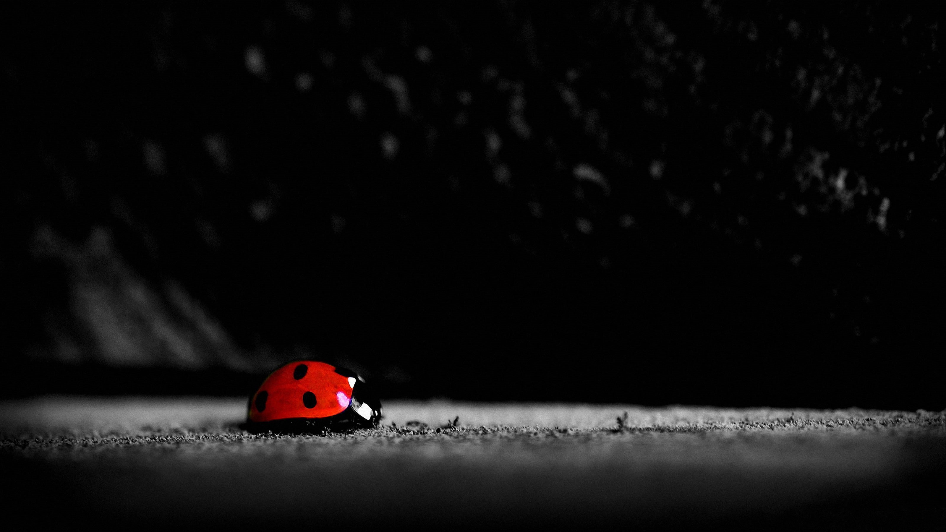 selective coloring, ladybugs, 2K, insect, animals, HD Wallpaper