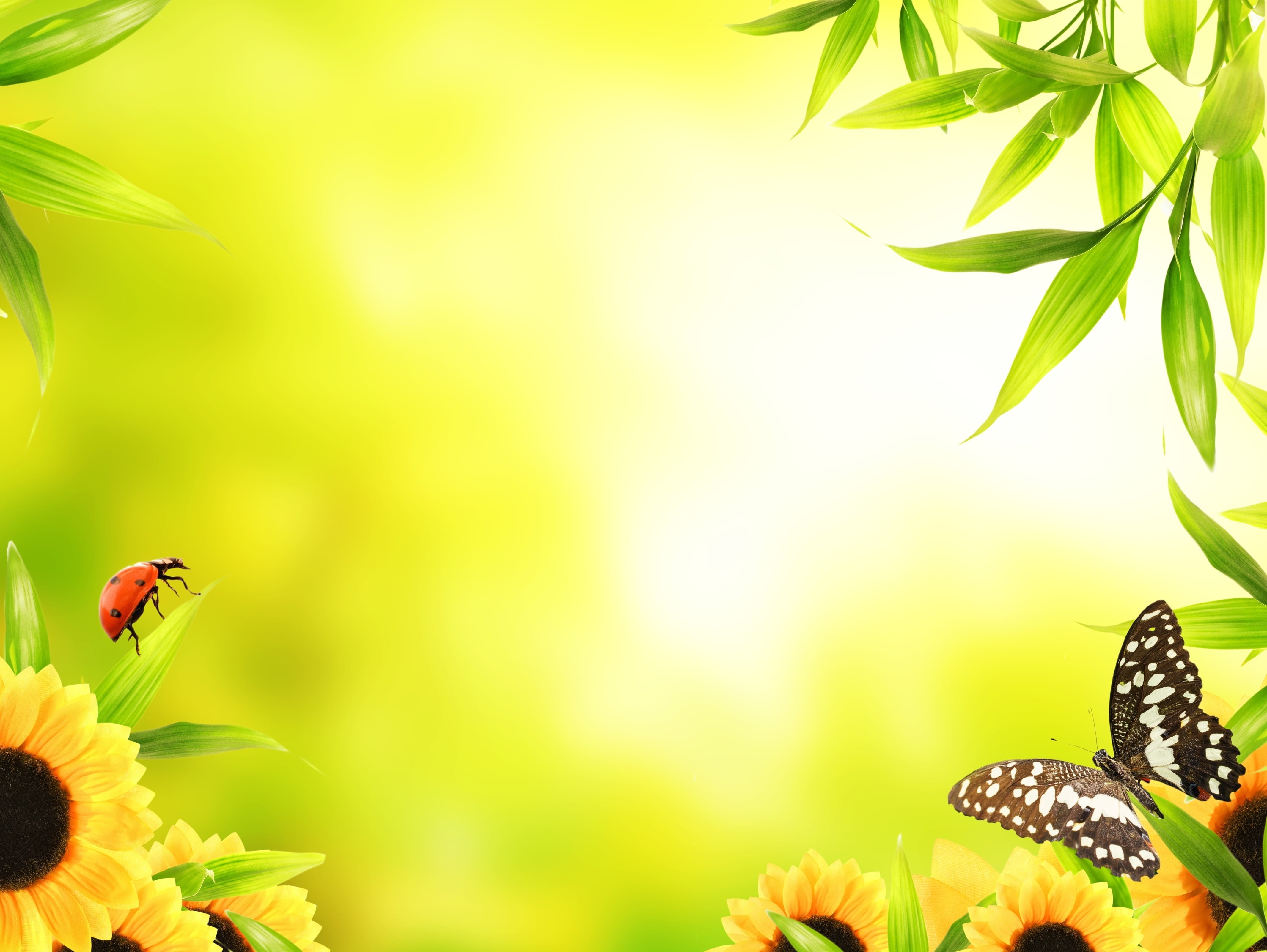 border, nature, black, season, butterfly, flower, vibrant Color, close-up, invertebrate, growth, plant part, outdoors, springtime, freshness, yellow, leaves, HD Wallpaper