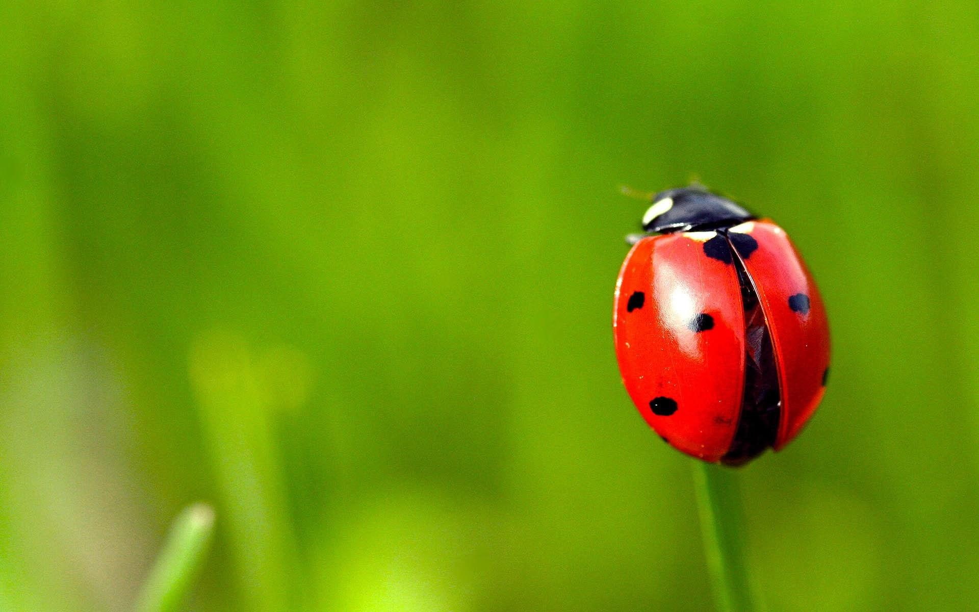 grass, 1080P, ladybug, HD Wallpaper