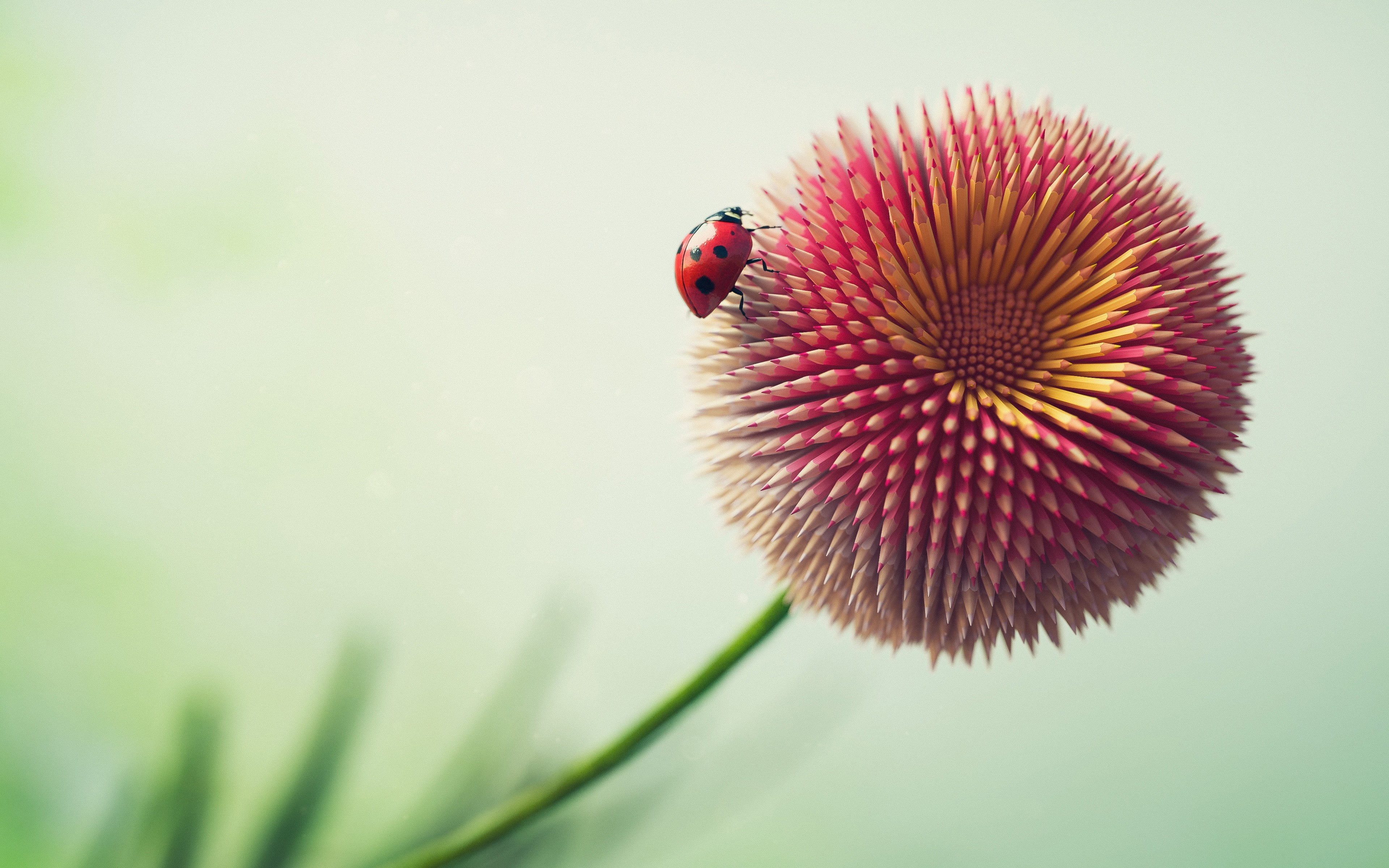pencil, Ladybug, HD, 4K, flower, 4k, 8k, HD Wallpaper