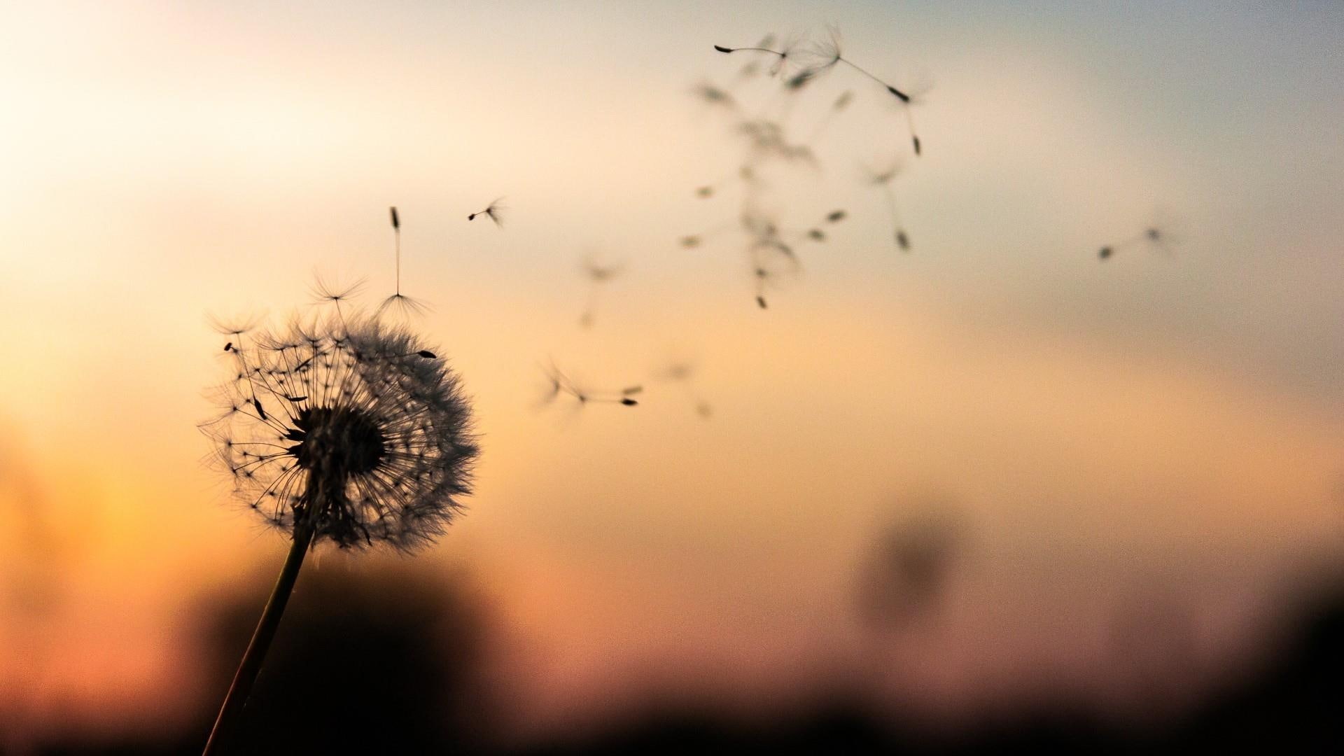 1080P, sunset, dandelion, seeds, HD Wallpaper