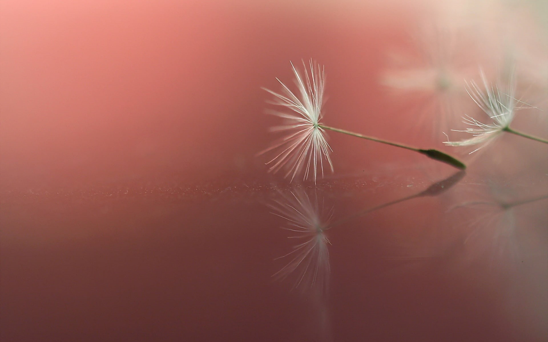 dandelion, macro, 1080P, simple background, plants, HD Wallpaper