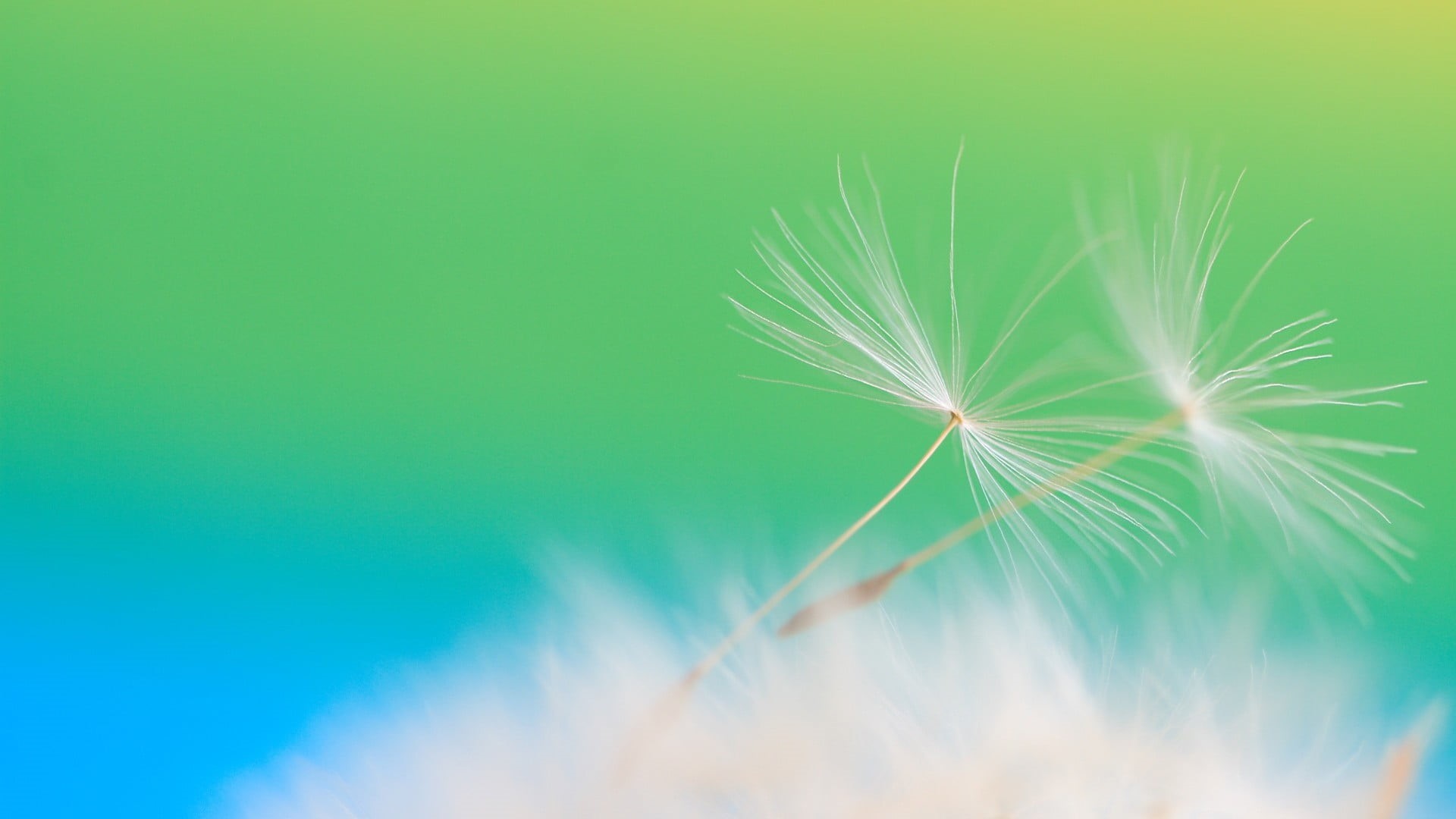 dandelion, white, studio shot, close-up, freshness, outdoors, flowers, flower head, selective focus, flower, dandelion seed, green color, beauty in nature, HD Wallpaper