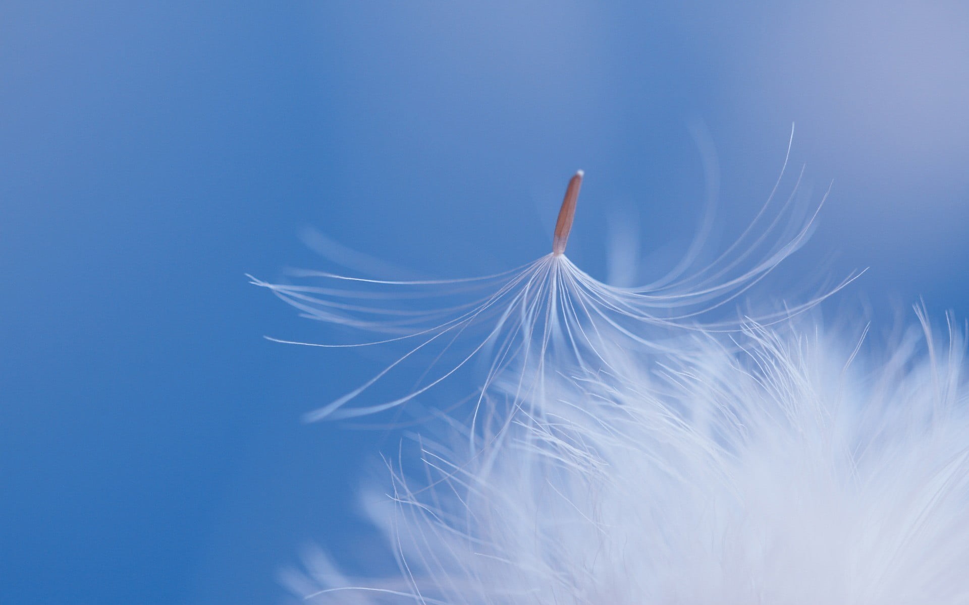 day, flowers, outdoors, human body part, blue background, plants, dandelion, beauty in nature, sky, flower, white color, softness, human hand, close-up, HD Wallpaper