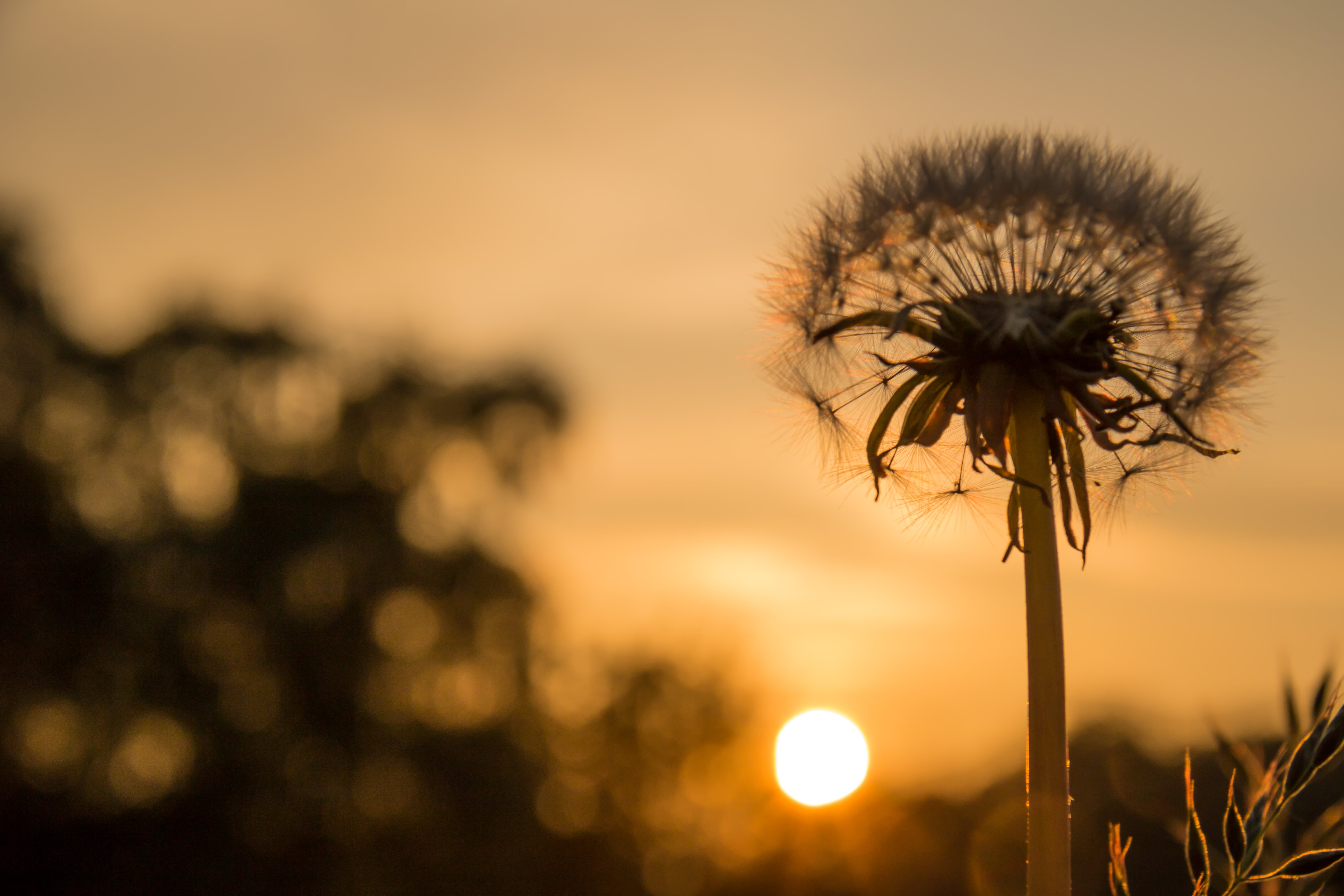 plant, sunrise, model, sunlight, f/3.5, flower, canon, sunset, 70 mm, iso_speed, ef, exif, aperture, Dandelion, 5K, ƒ / 10, nature, city, summer, lens, HD Wallpaper