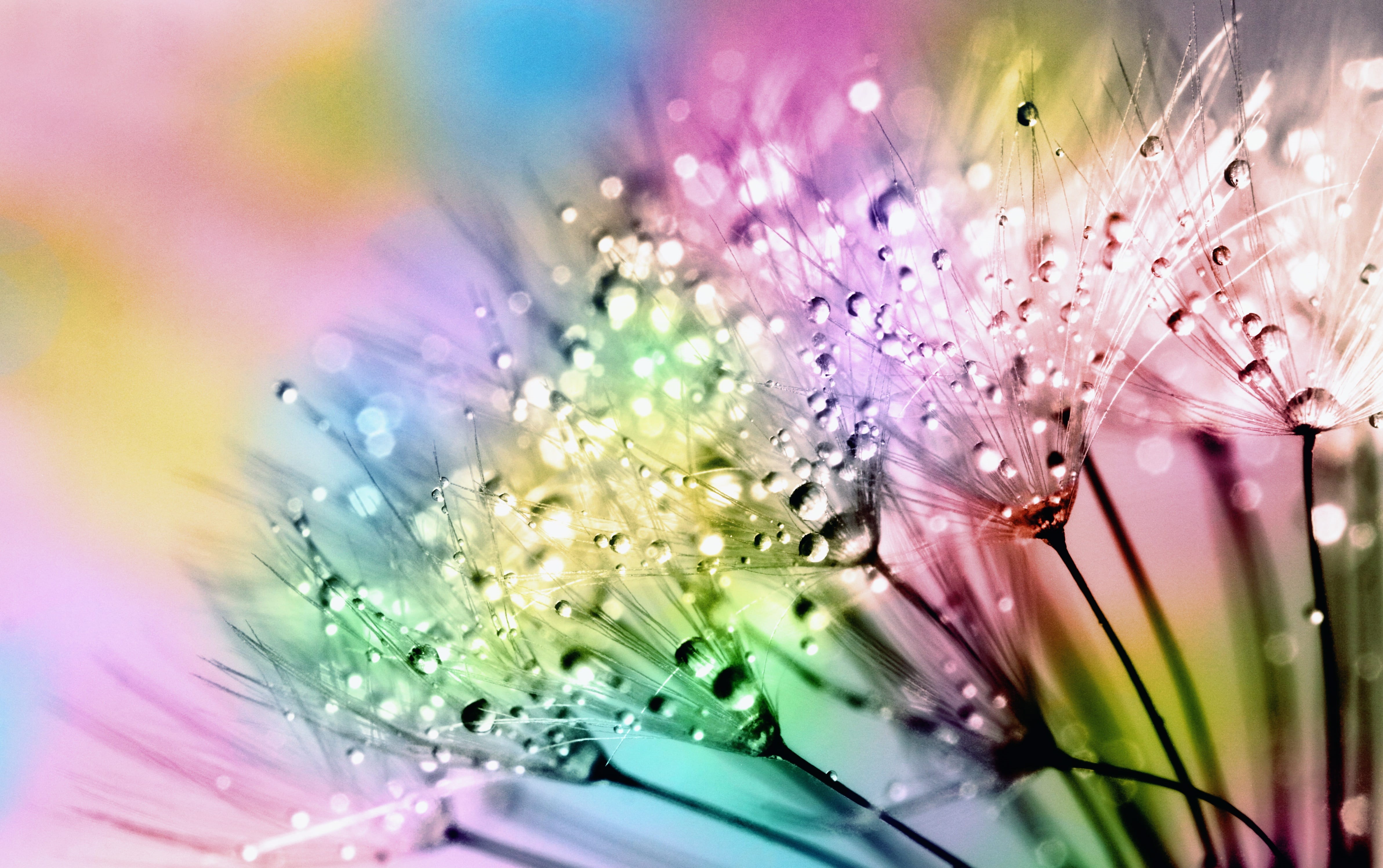 flower, botanical, freshness, natural, selective focus, flora, blossom, dew drops, seeds, bouquet, plant, 4K, dandelion clock, blowball, pink, flowering plant, HD Wallpaper