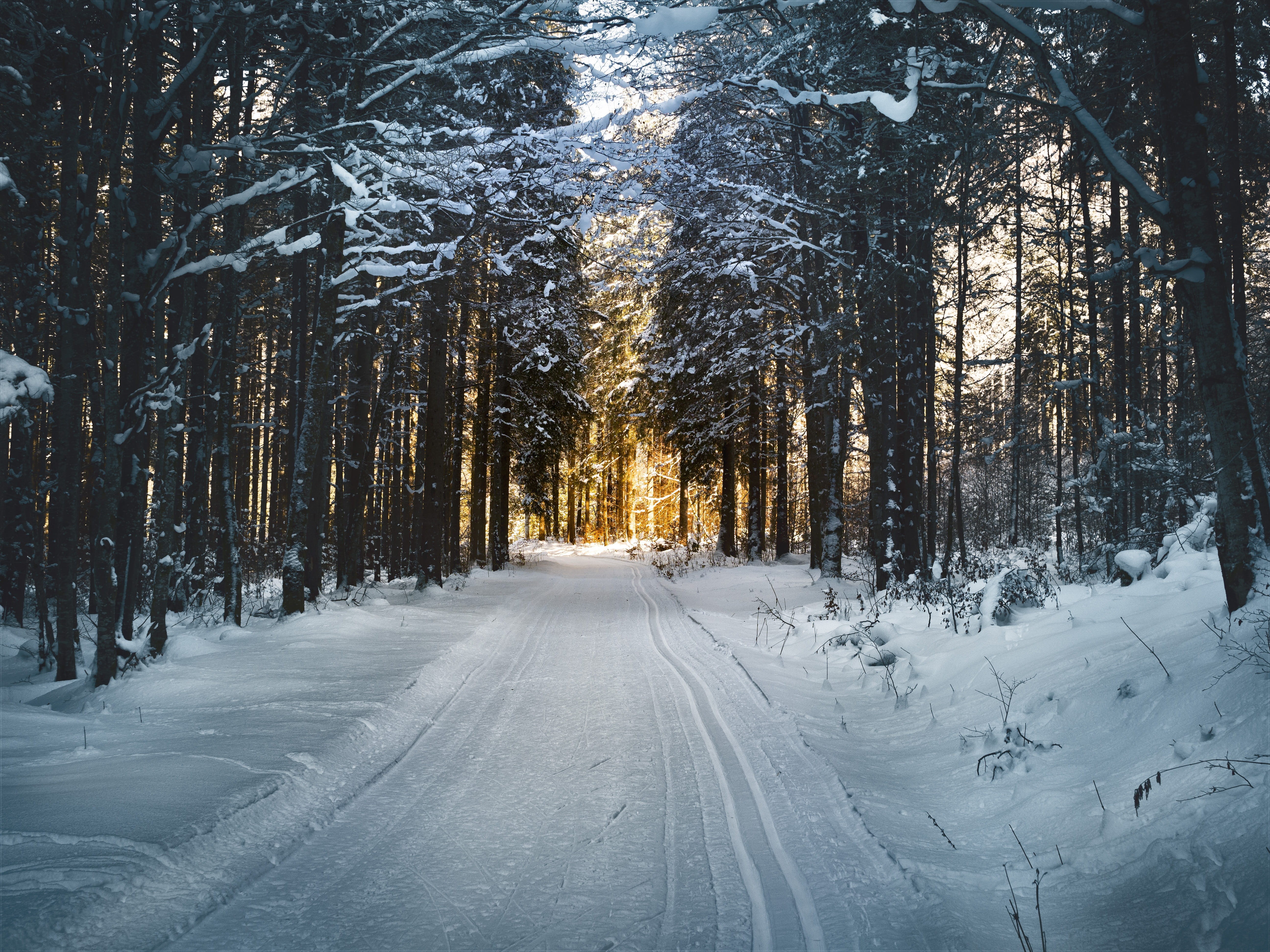 land, surrounded, winter trees, ski, no people, transportation, cold, sunbeam, the way forward, day, hiking, coated, trees, nature, wintry, cold temperature, HD Wallpaper