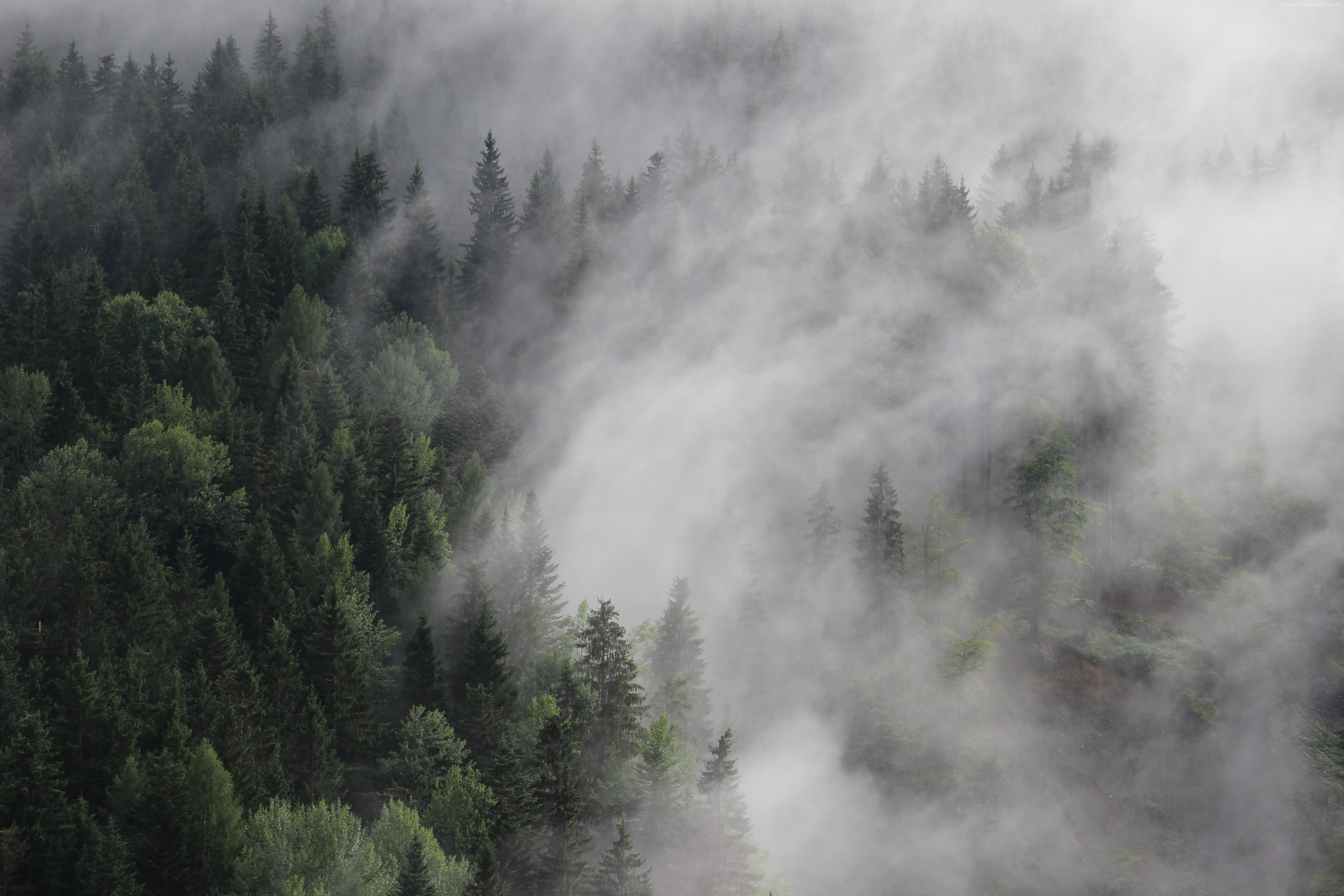 8k, 5k, mist, pines, 5K, fog, 4k, Austria, forest, HD Wallpaper