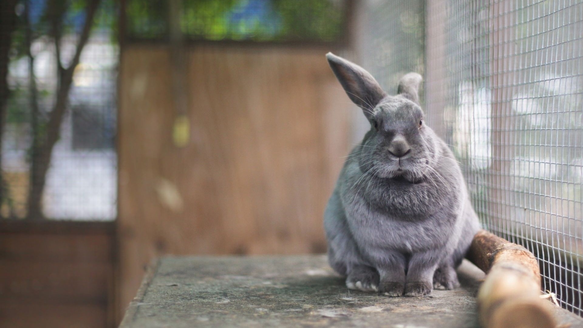 1080P, in a cage, rabbit, Eeyore, HD Wallpaper