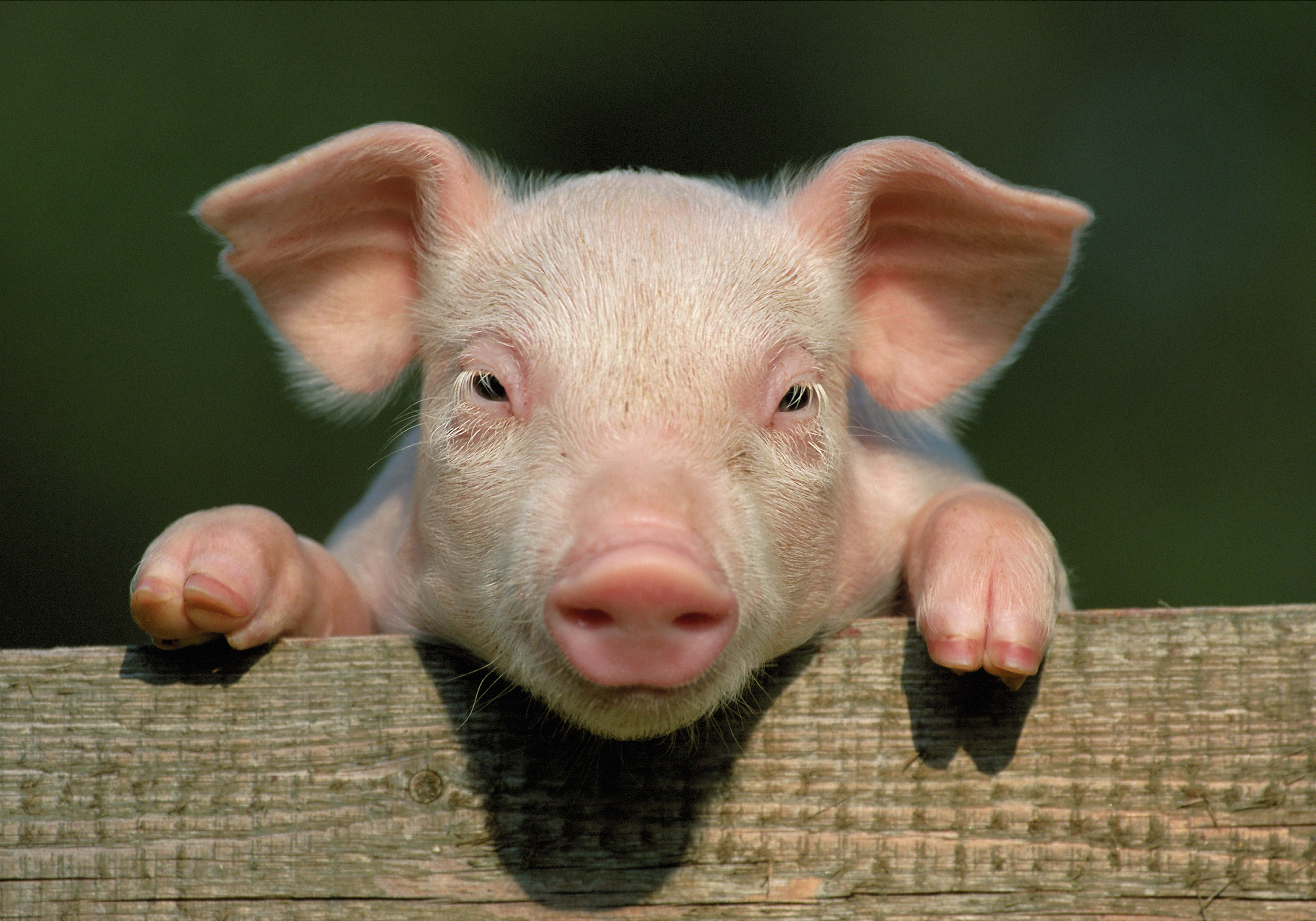 farm, nature, countryside, livestock, front view, close up, face, herbivorous, color Image, mammal, day, piglet, people, 5K, pigpen, animal, pink Color, HD Wallpaper